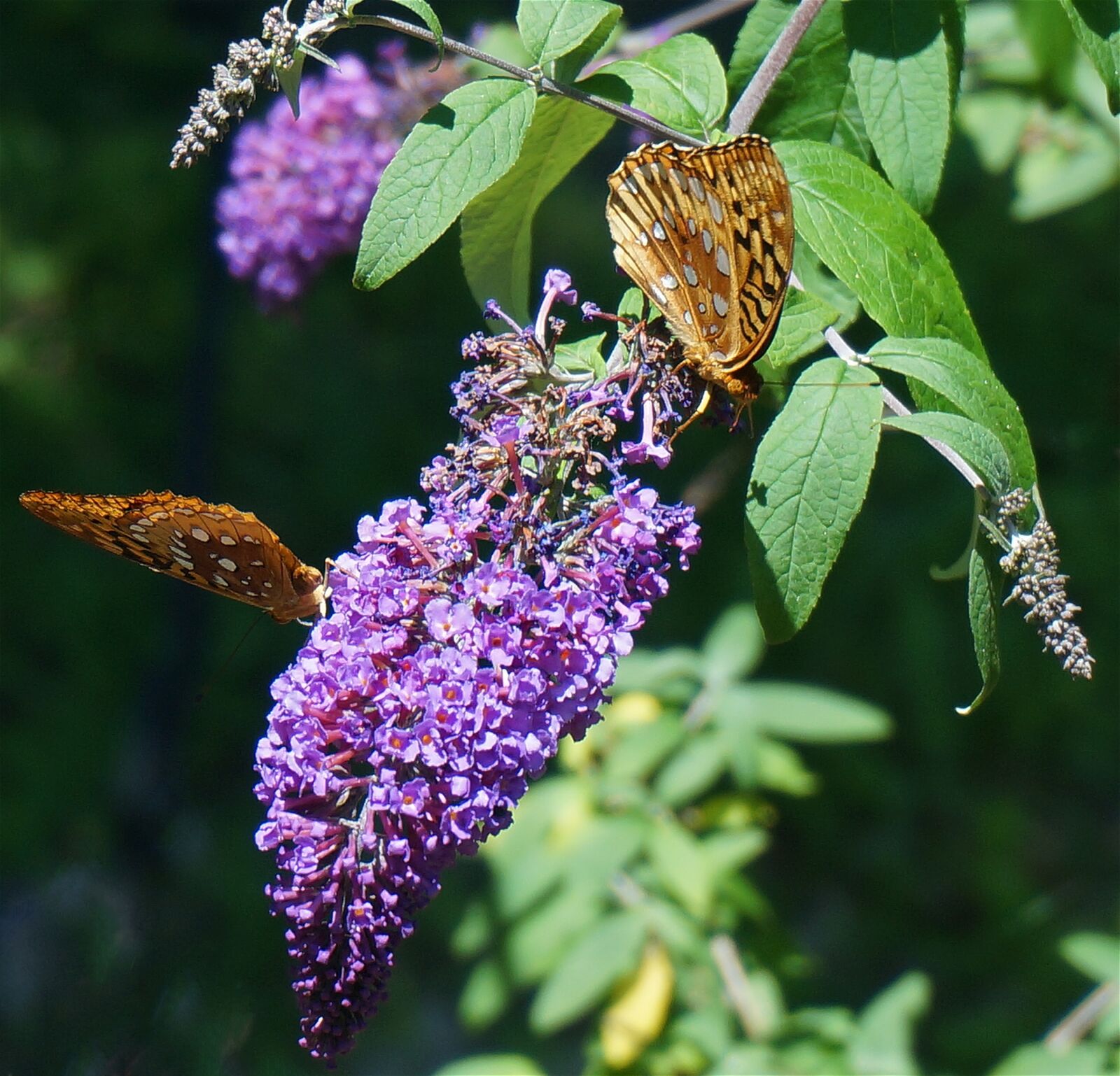Sony Alpha NEX-5T sample photo. Fritillary butterfly, butterfly, nature photography