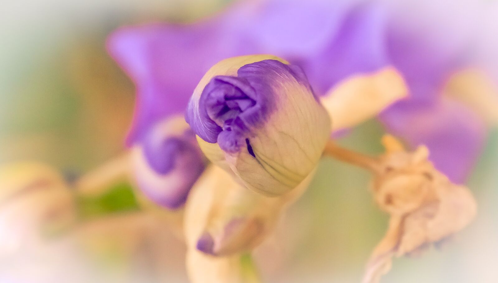 Canon EOS 70D sample photo. Flower, hatching, violet photography