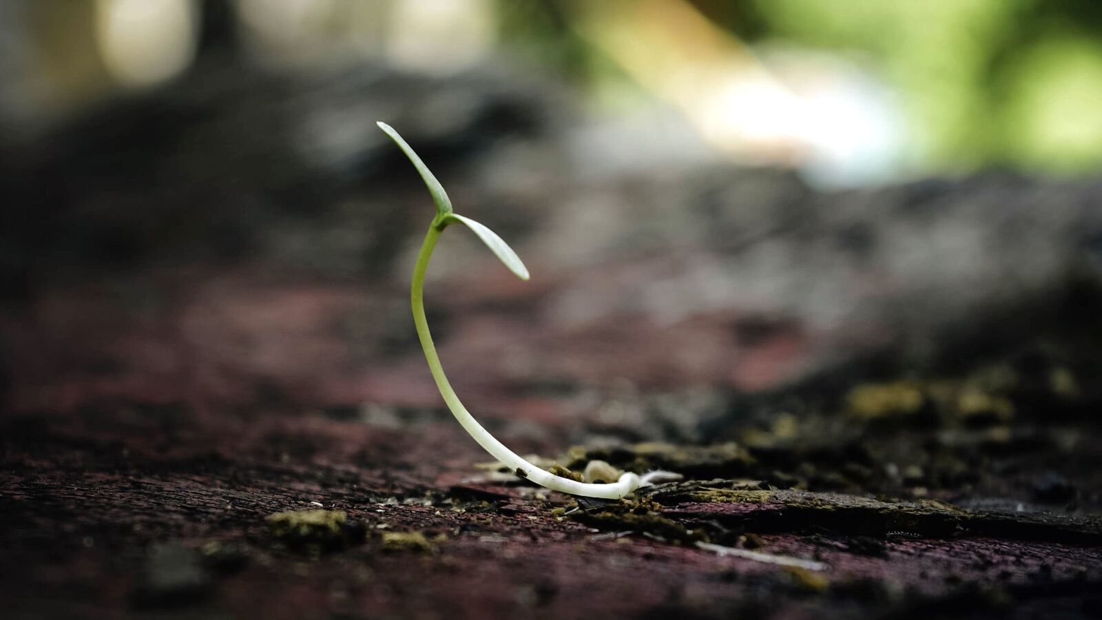 Nikon D5200 sample photo. Focus, ground, plant, soil photography