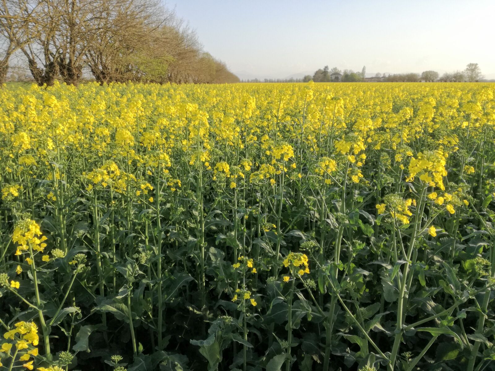 HUAWEI P9 LITE sample photo. Yellow, campaign, nature photography
