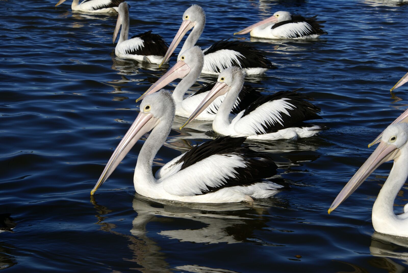 Sony Alpha DSLR-A100 sample photo. Pelican, bird, water photography