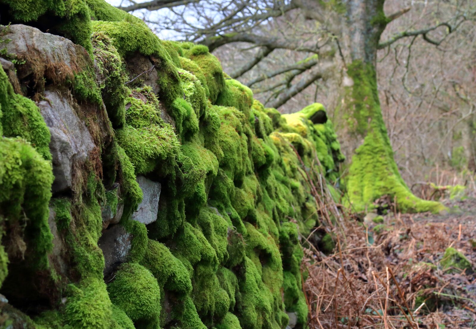 Canon EOS 80D sample photo. Wall, moss, yorkshire photography