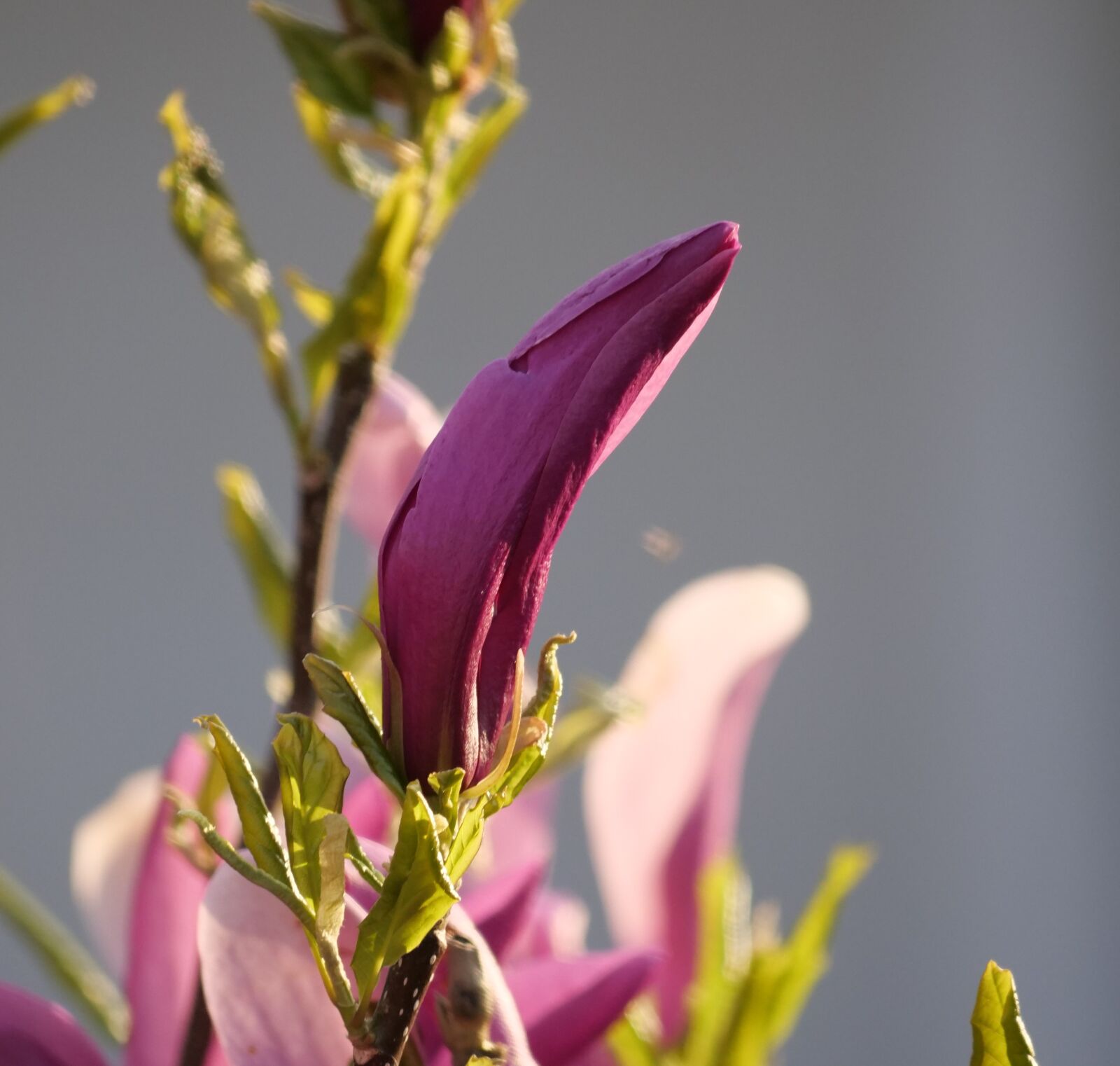 Panasonic Lumix DC-G9 sample photo. Magnolia, bud, magnolieacease photography