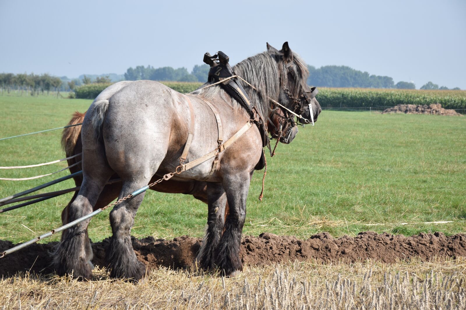 Nikon D5300 sample photo. Horse, team, farmer photography