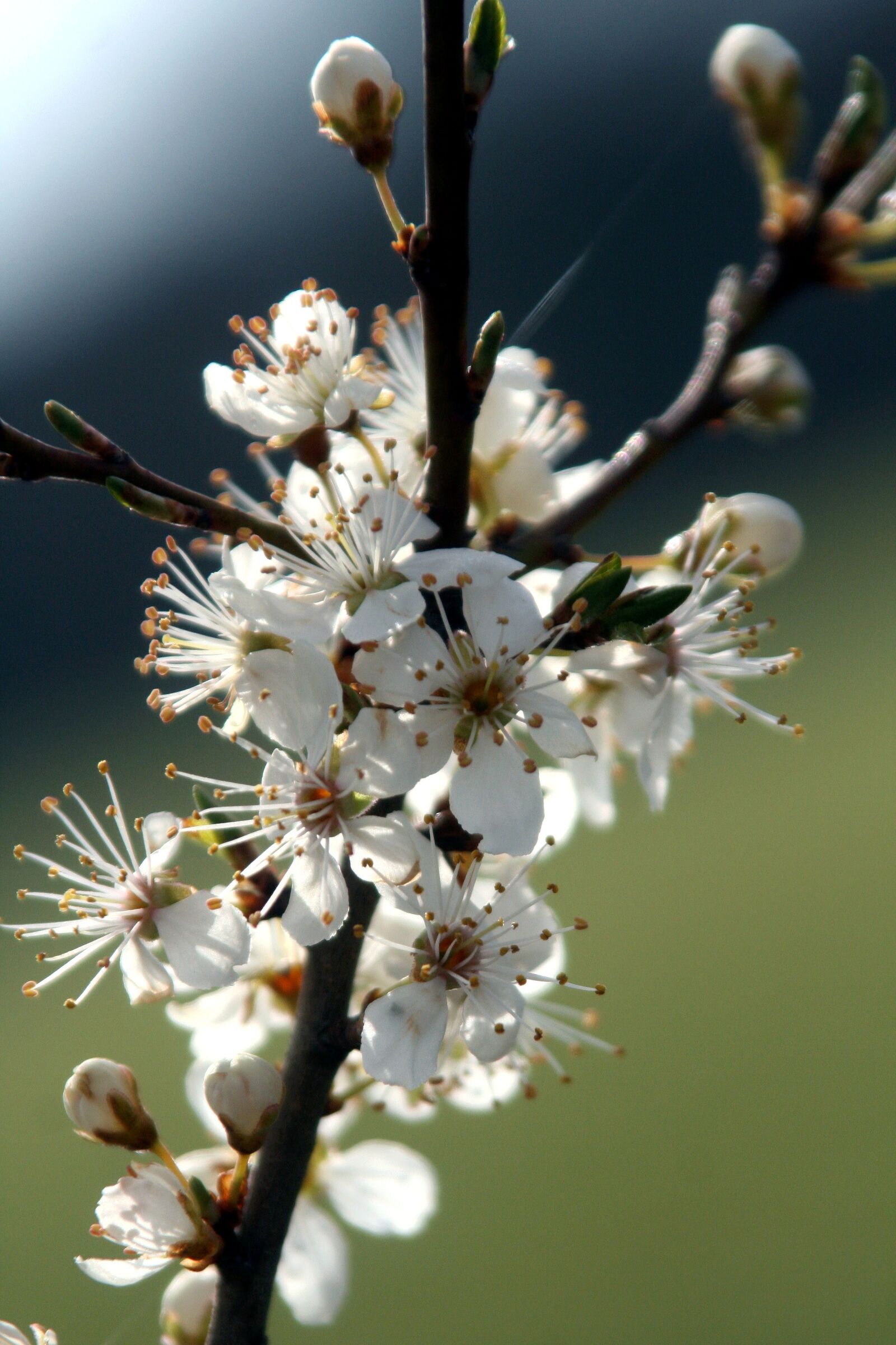 Canon EOS 350D (EOS Digital Rebel XT / EOS Kiss Digital N) sample photo. Branch, spring, flower photography