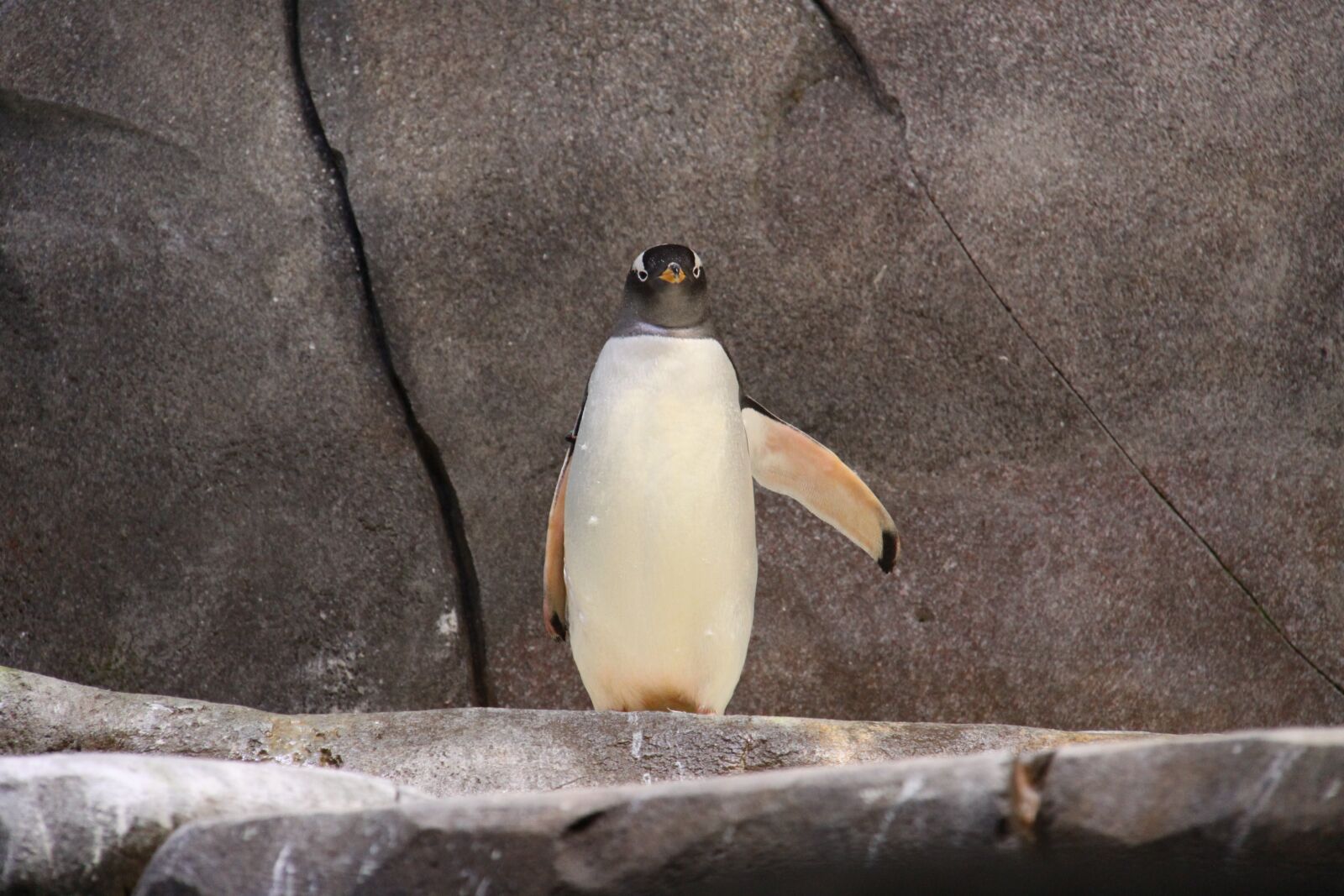 Canon EOS 50D sample photo. Donkey penguin, penguin, bird photography