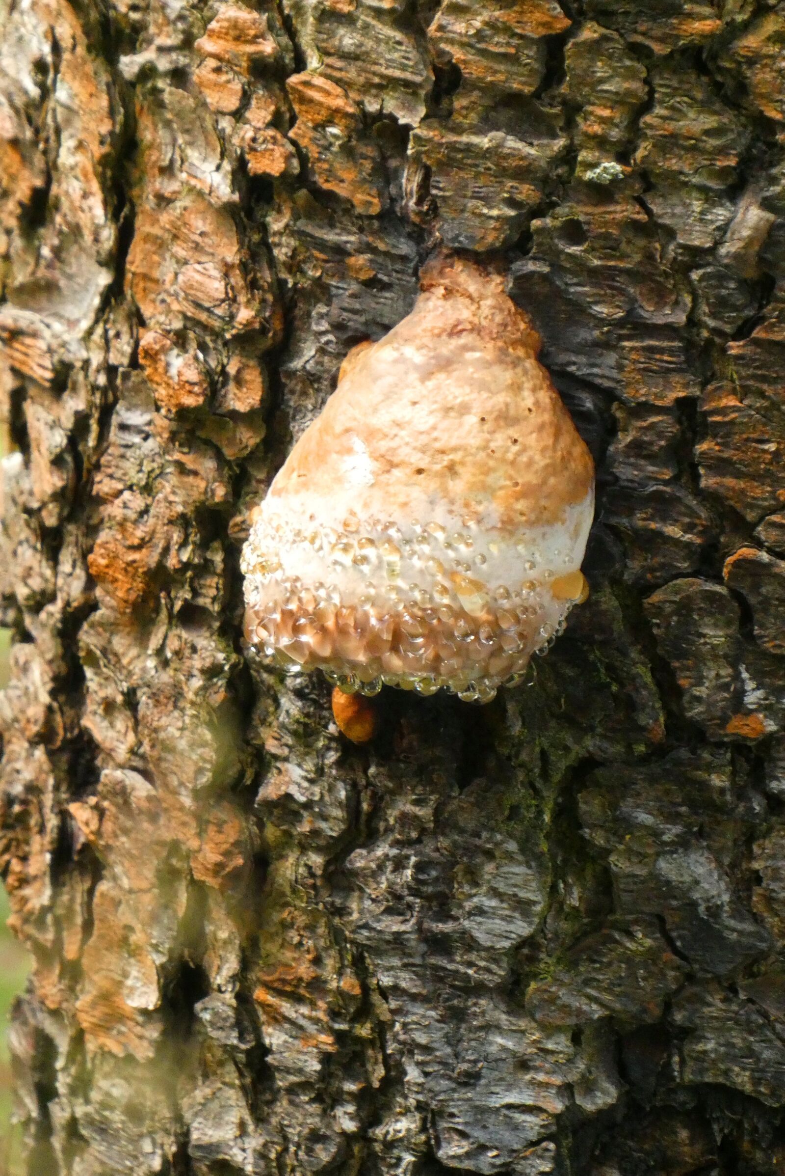 Panasonic Lumix DC-ZS70 (Lumix DC-TZ90) sample photo. Mushroom, tree bark, autumn photography