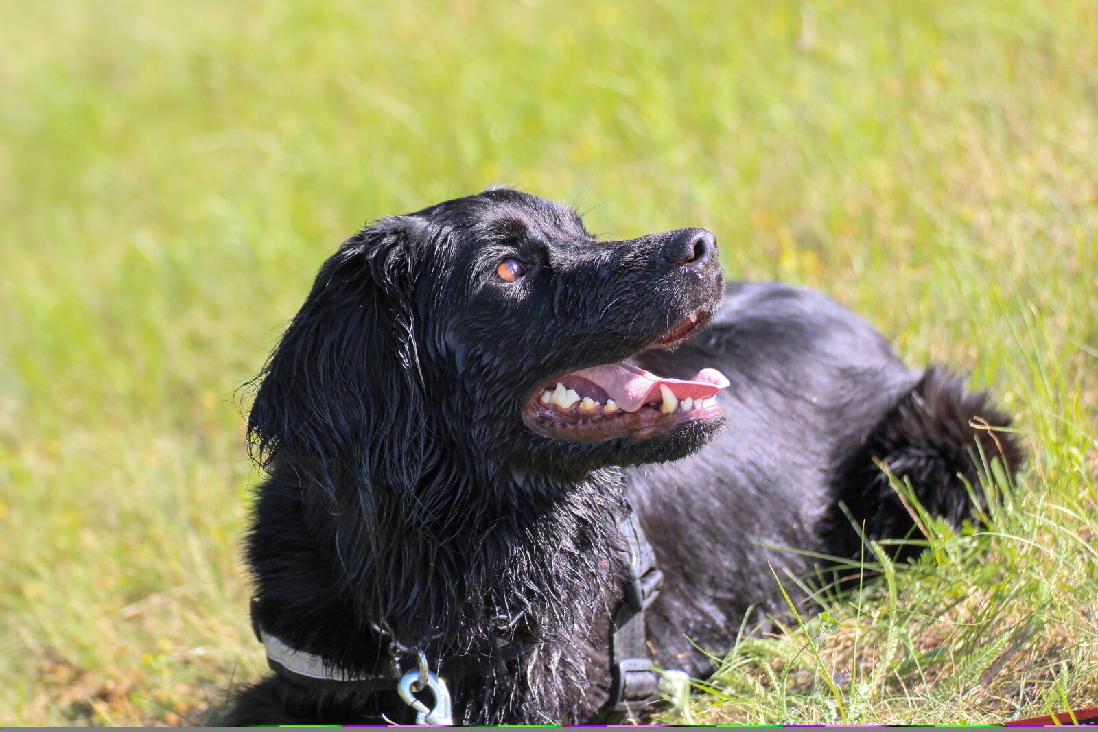 Canon EOS 550D (EOS Rebel T2i / EOS Kiss X4) sample photo. Dog, animal, hovawart photography