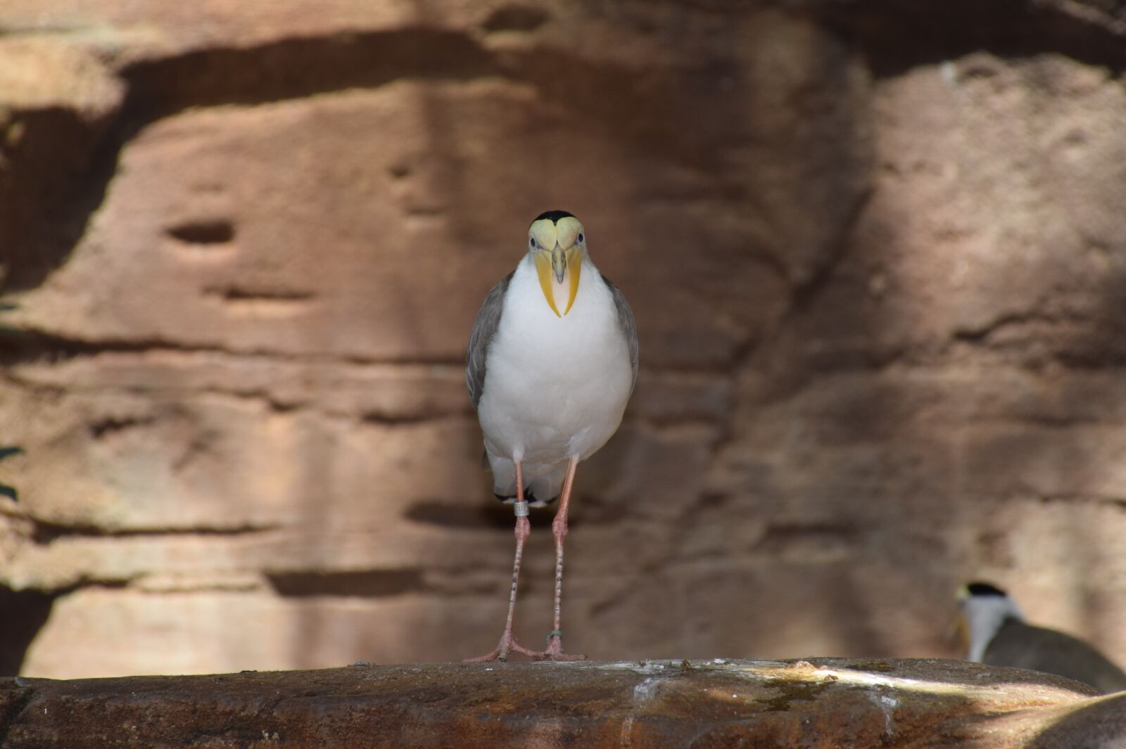Nikon D3300 sample photo. Bird, special, white photography