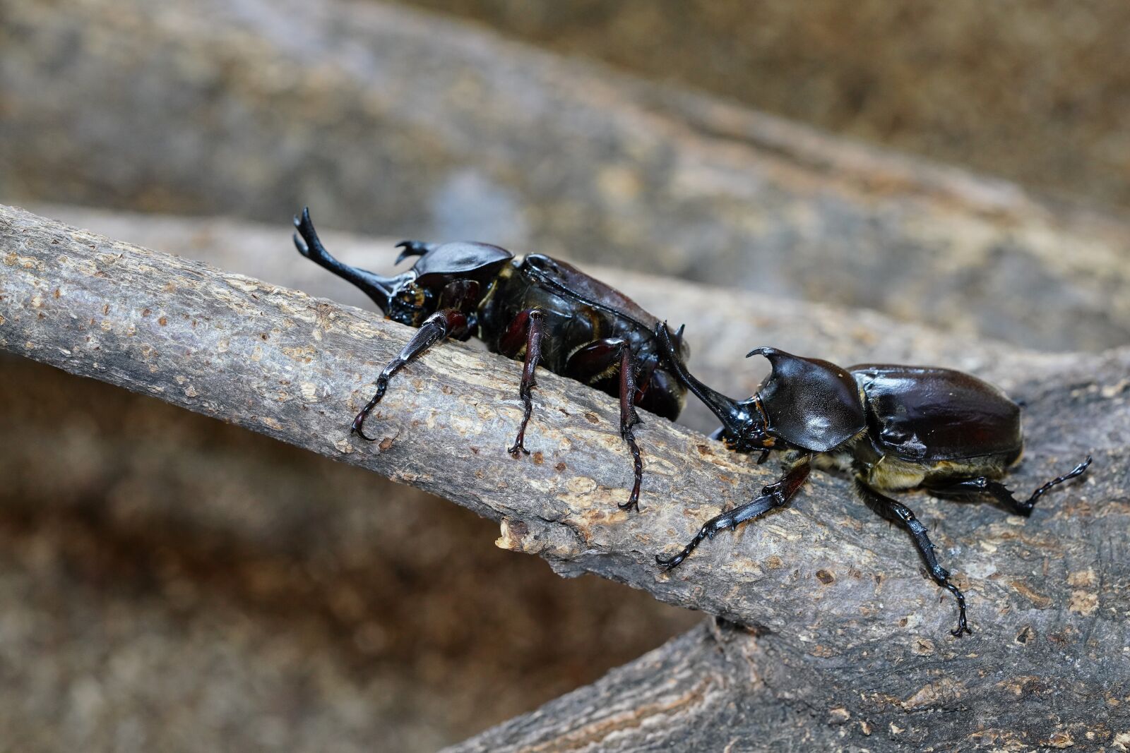 Sony a7R III + Sony FE 90mm F2.8 Macro G OSS sample photo. Long life to the photography