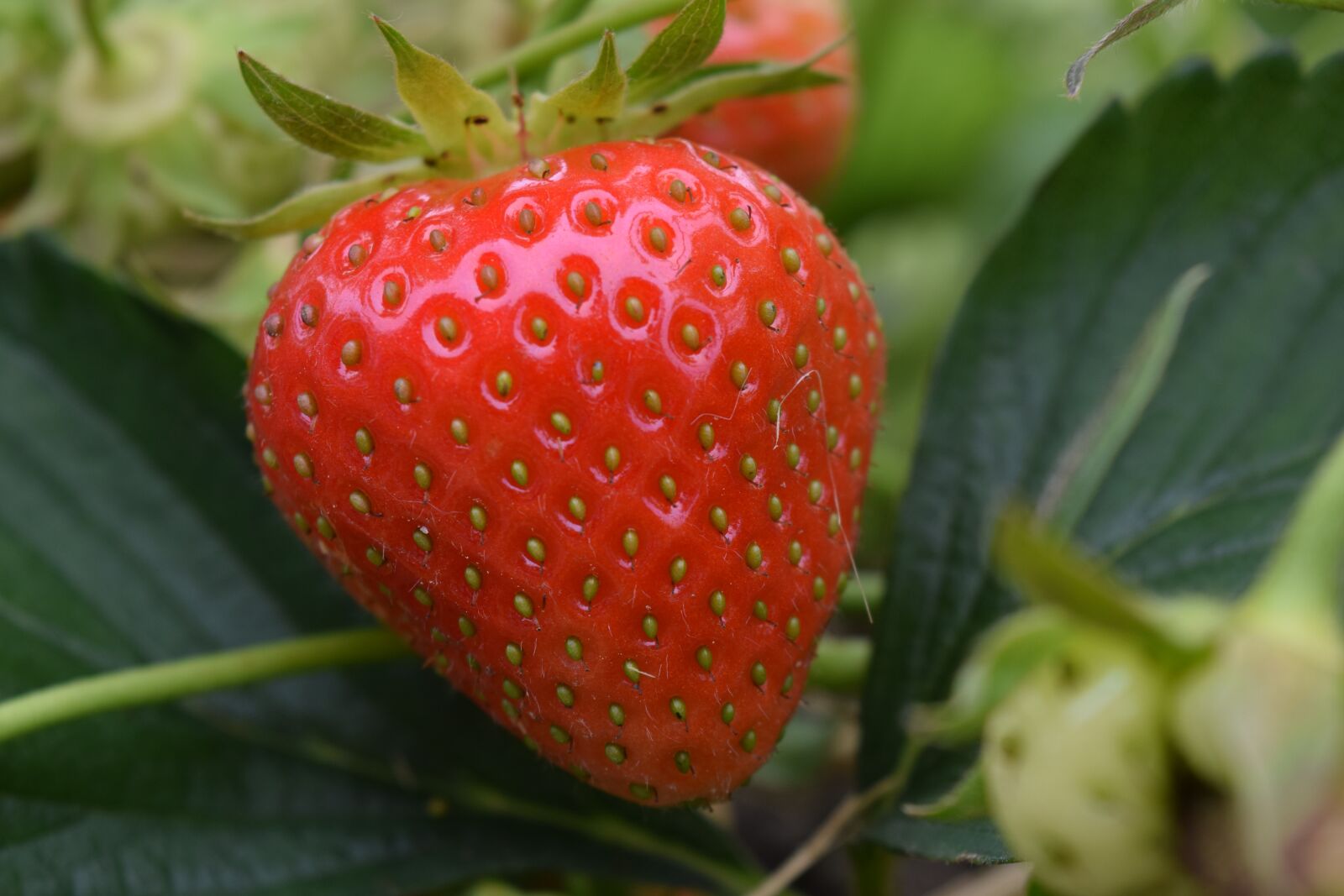 Nikon D3300 sample photo. Strawberry, close up, red photography