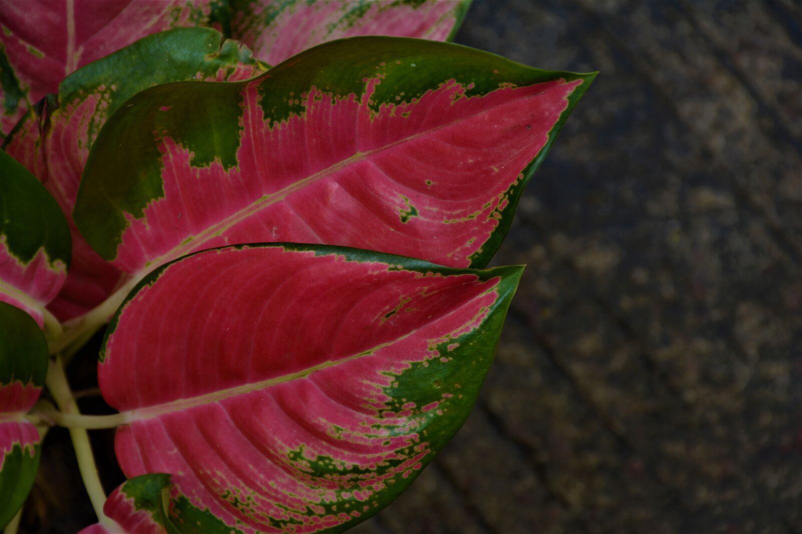 Nikon D5200 sample photo. Indoor plant, green plant photography
