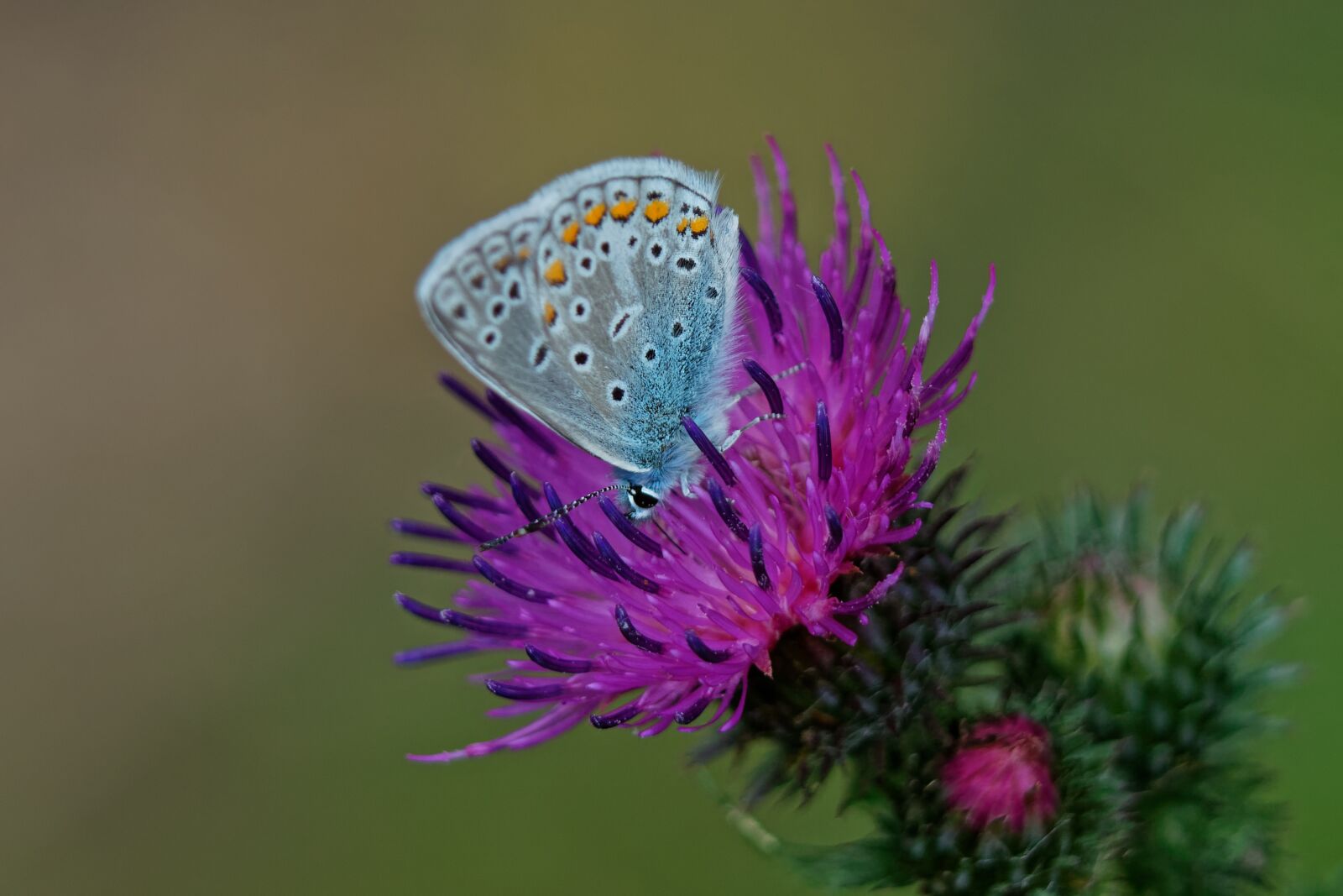 Canon EOS 500D (EOS Rebel T1i / EOS Kiss X3) sample photo. Summer, macro, butterfly photography