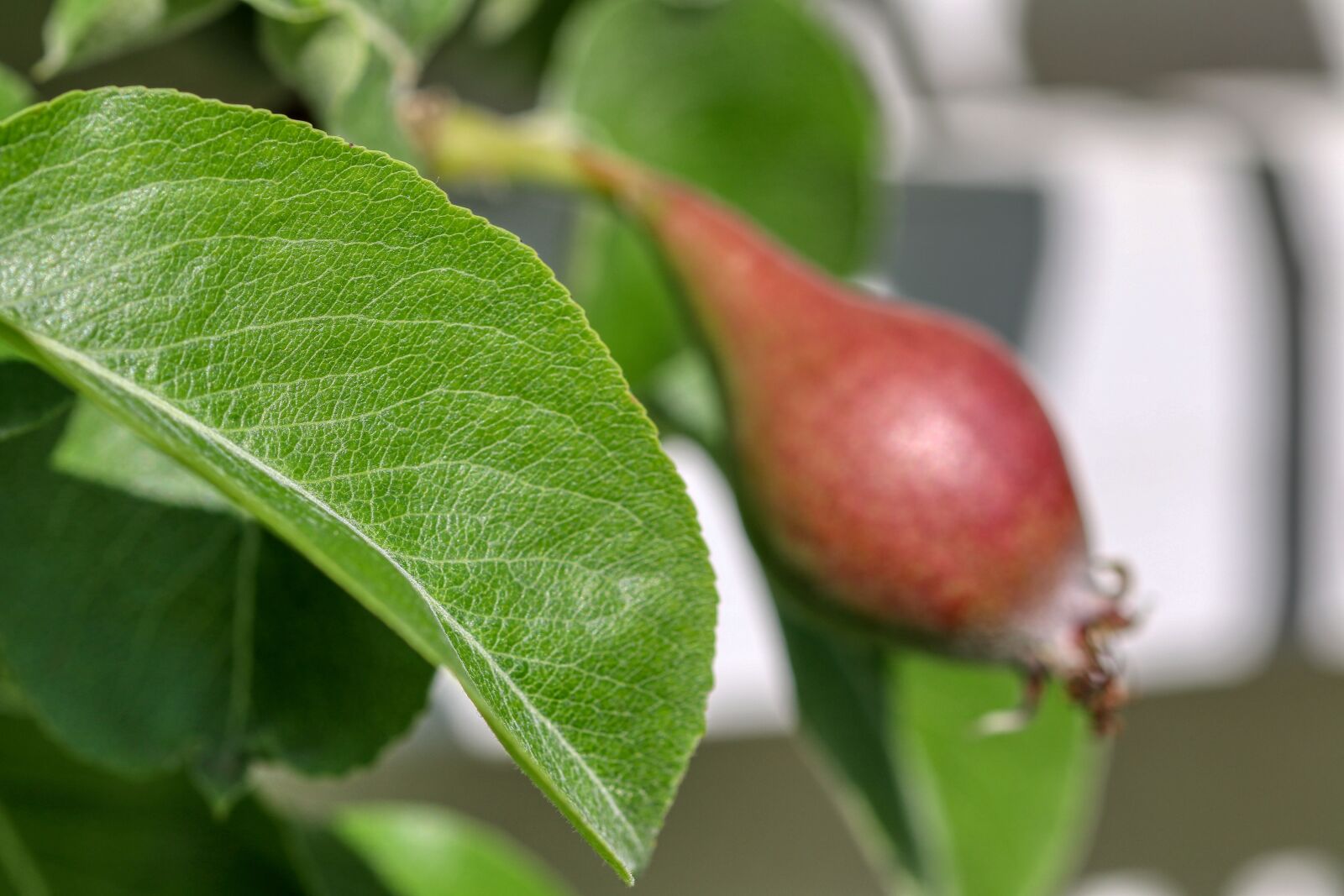 Canon EOS 80D sample photo. Apple, grow, leaf photography