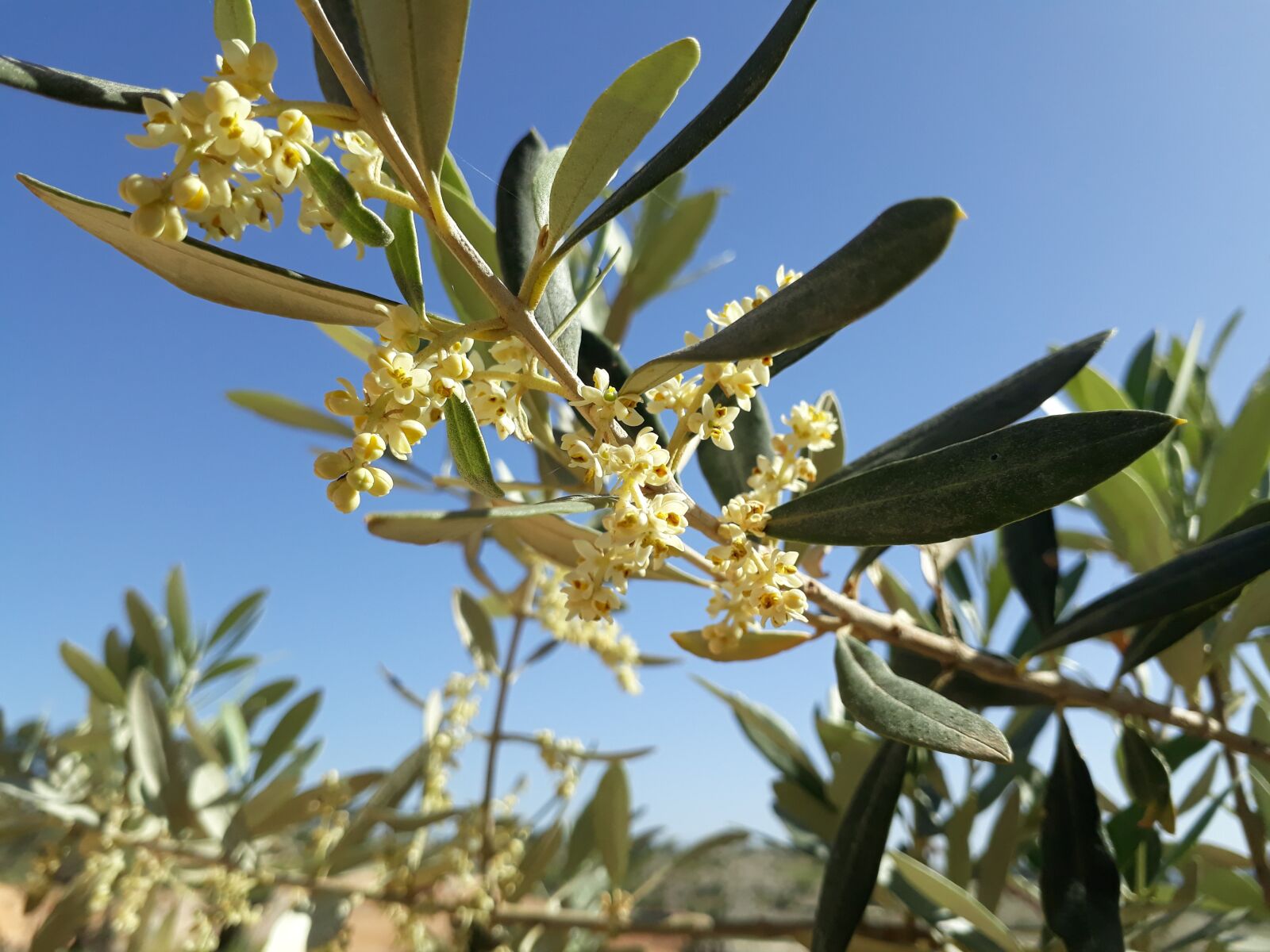 Samsung Galaxy J5 Prime sample photo. Plant, nature, tree photography