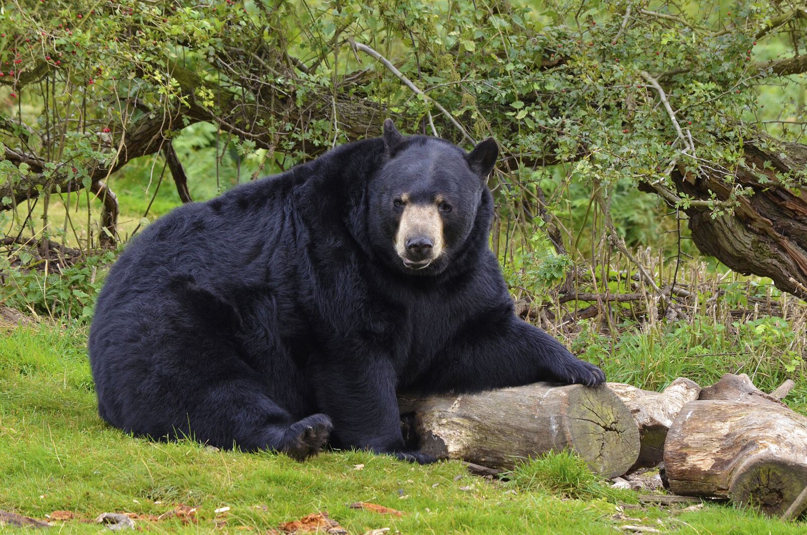 Nikon D7000 sample photo. Bear, black bear, wild photography