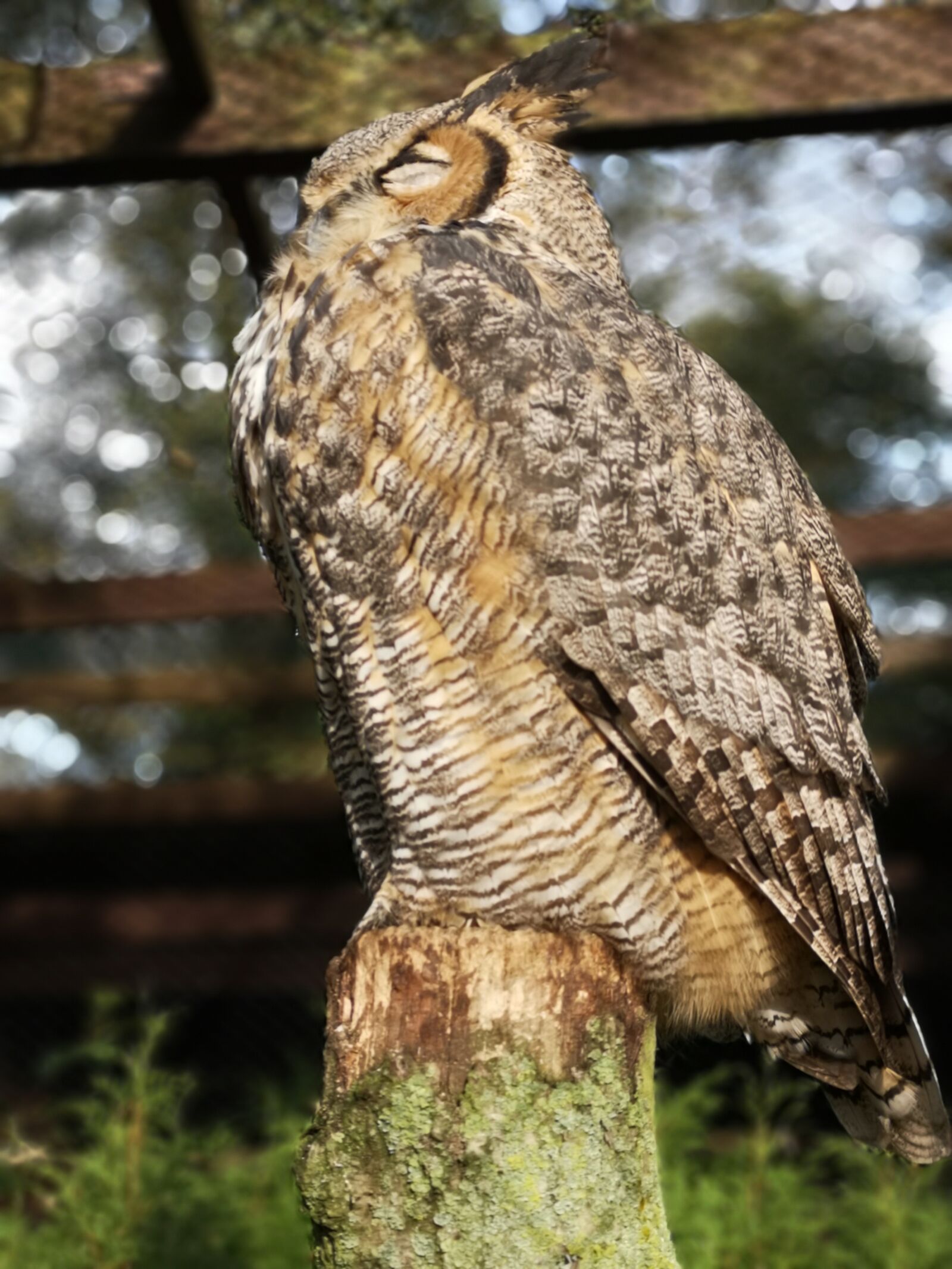 HUAWEI P20 sample photo. Owl, bird, bird park photography