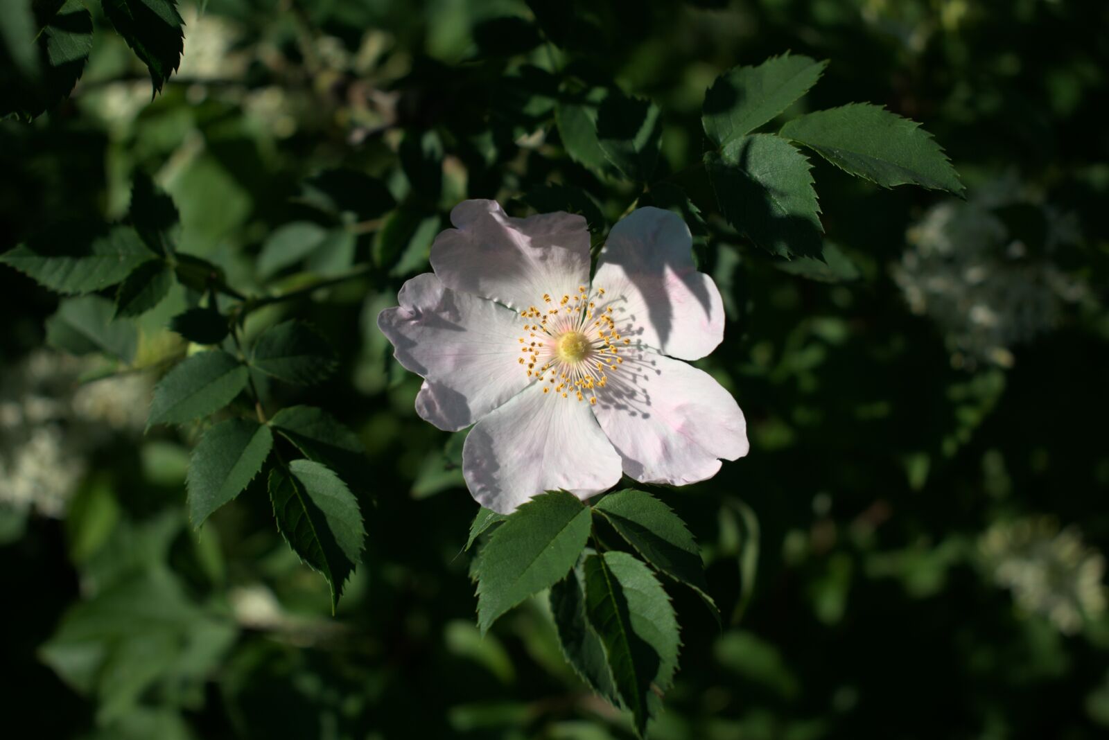 Nikon D3400 sample photo. Rose, flower, spring photography