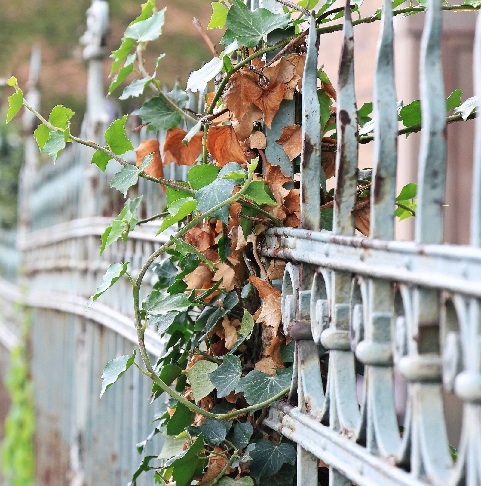 Canon EOS 550D (EOS Rebel T2i / EOS Kiss X4) sample photo. Flora, iron work, fence photography
