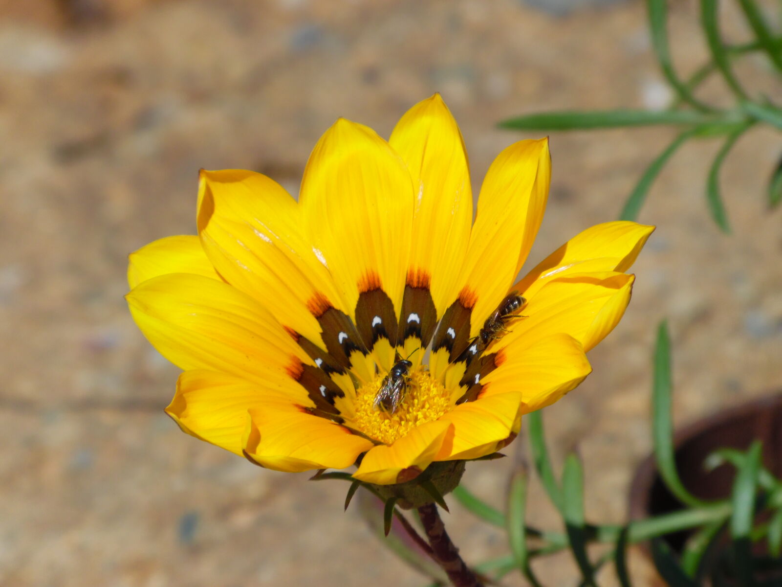 Samsung WB1100F/WB1101F/WB1102F sample photo