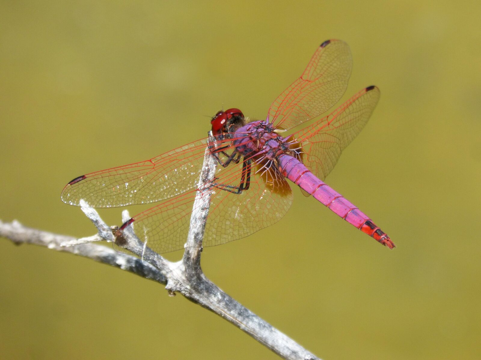 Panasonic DMC-FZ62 sample photo. Red dragonfly, pipe vinous photography
