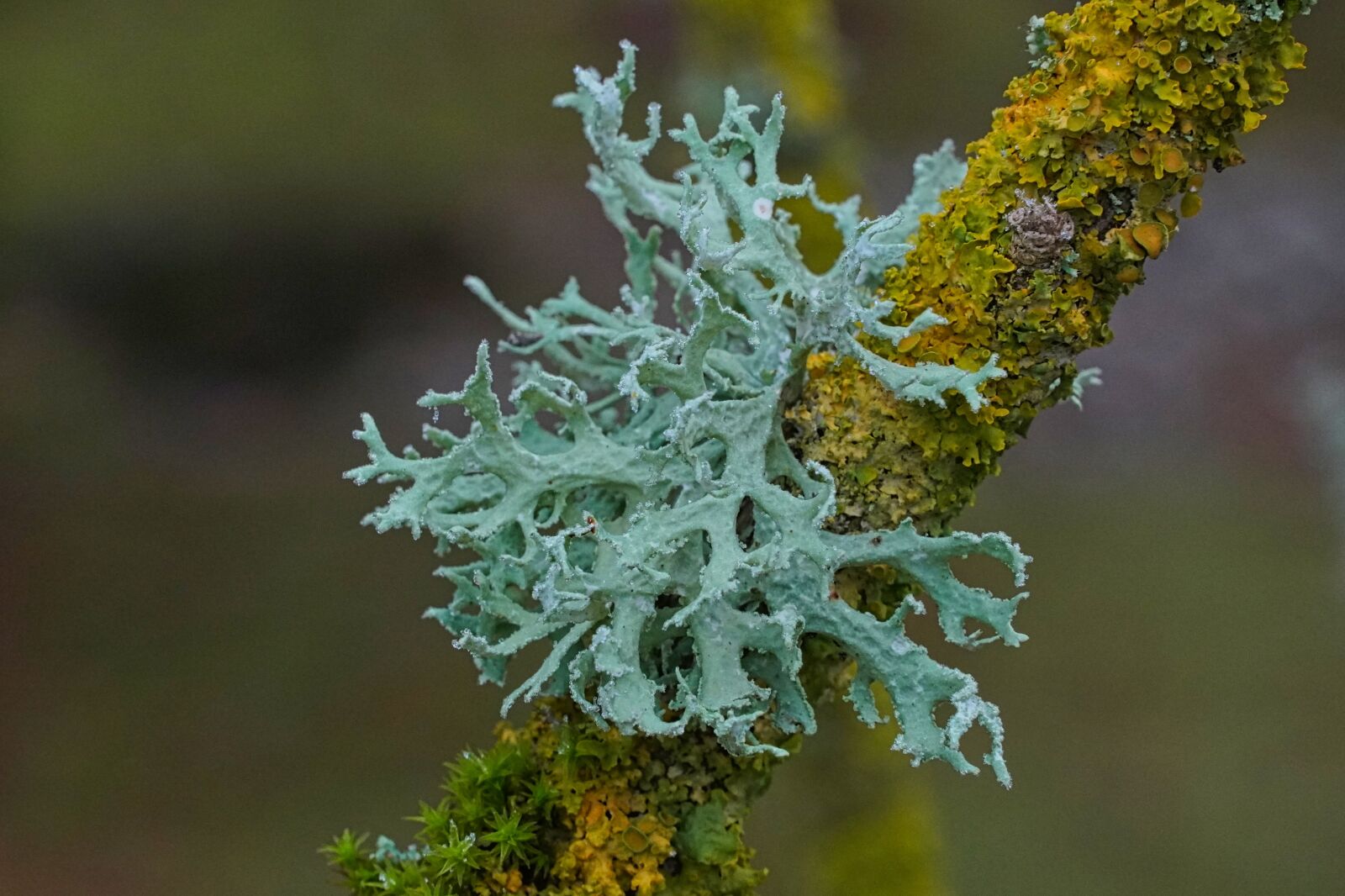 Sony a6400 sample photo. Branch, icy, moss photography
