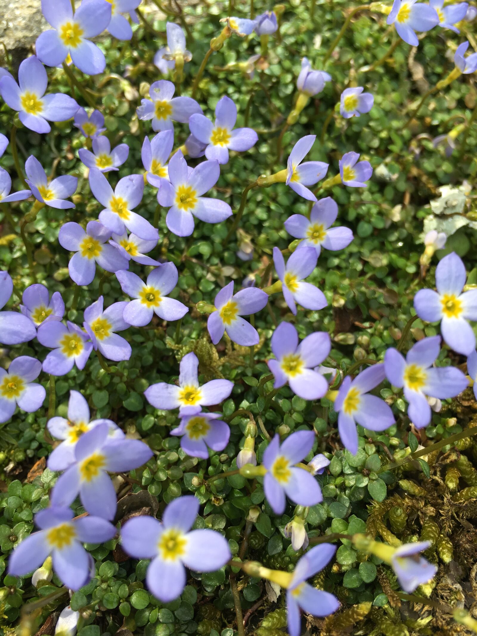 Apple iPhone 6s sample photo. Flower, nature, flora photography