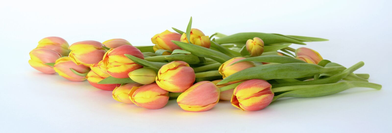 Nikon D7100 sample photo. Tulips, spring, flowers photography