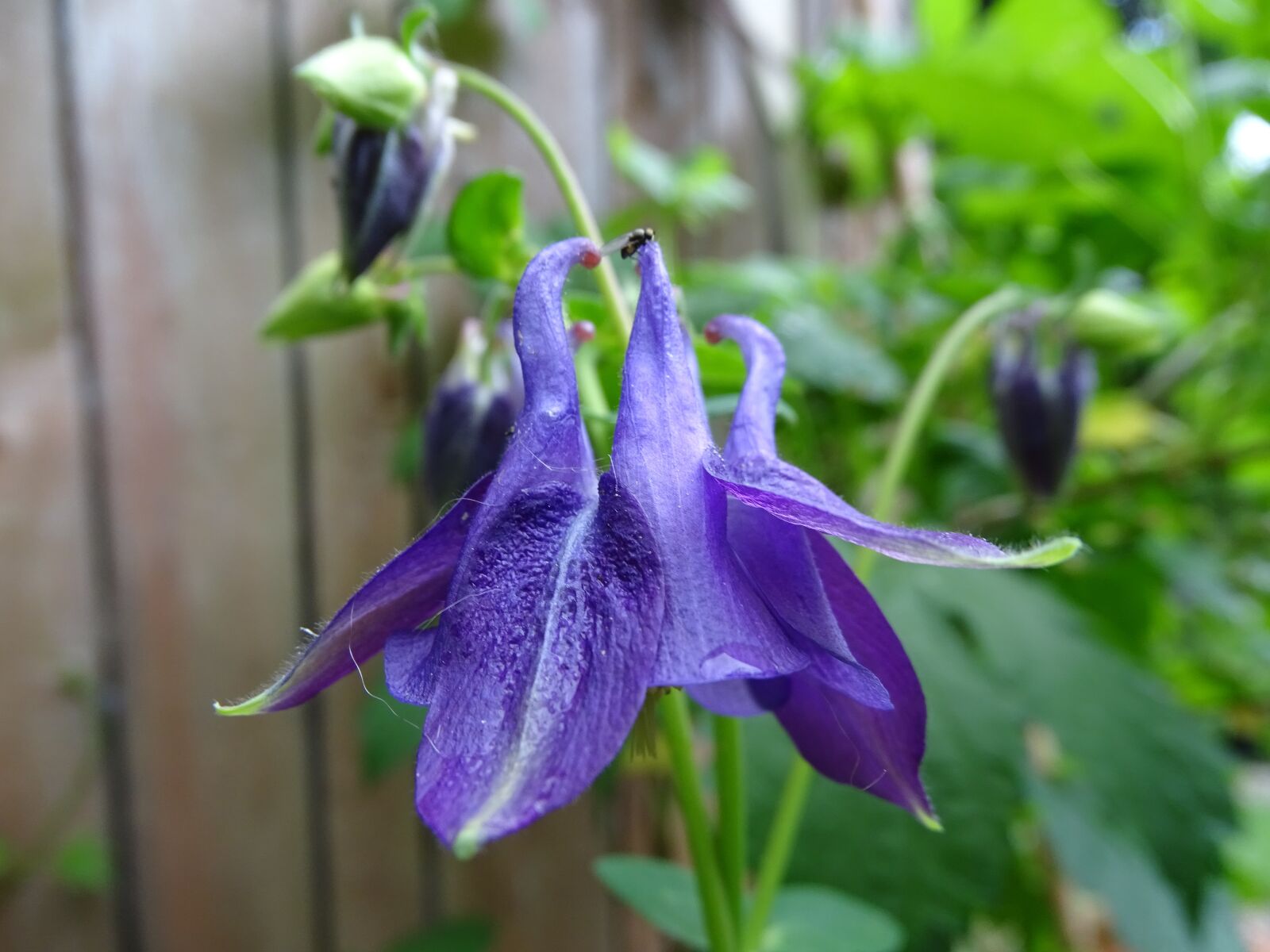 Sony Cyber-shot DSC-HX400V sample photo. Columbine, fly, common akelei photography