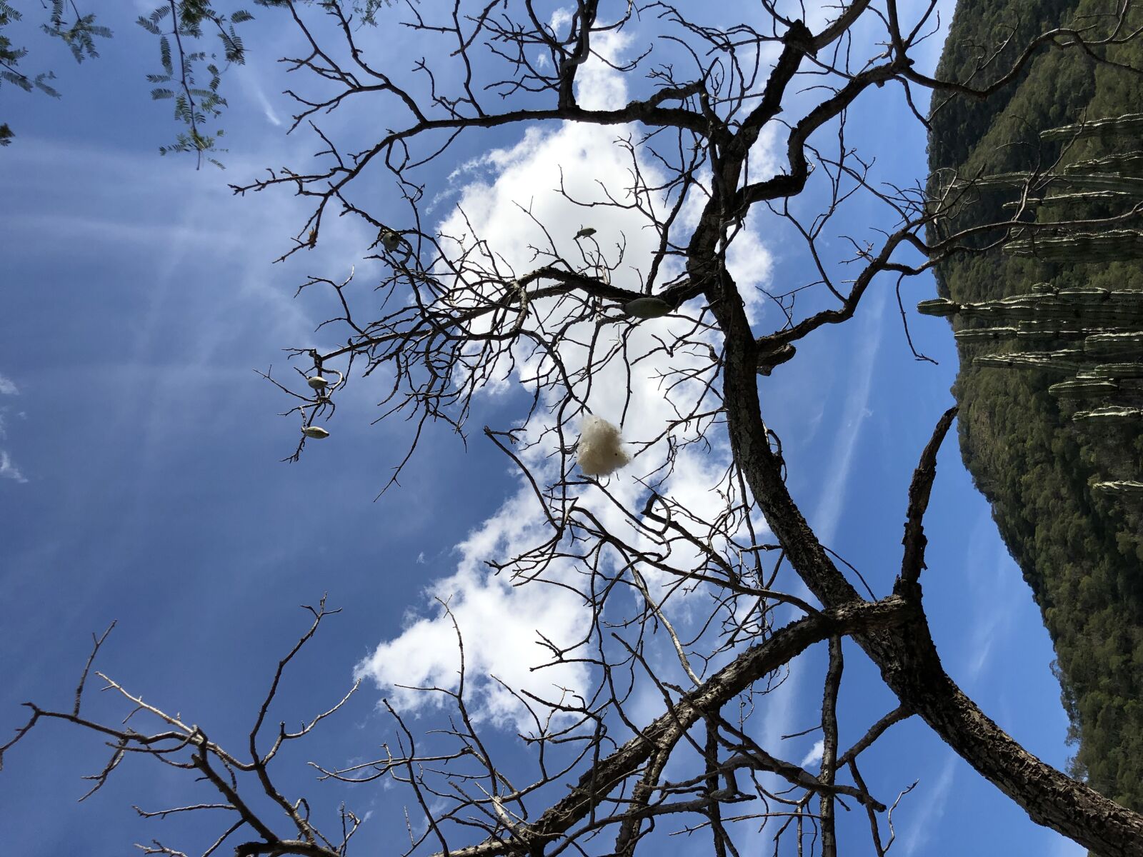 iPhone X back dual camera 4mm f/1.8 sample photo. Branches, desert plant, hilltop photography