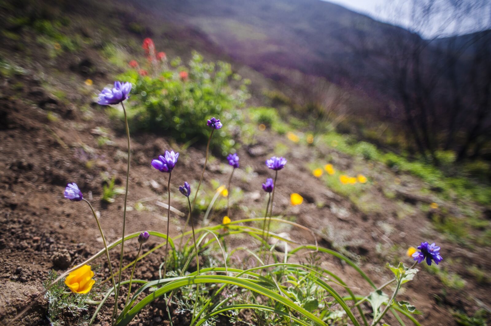 Nikon D700 sample photo. Wildflowers, nature, poppy photography