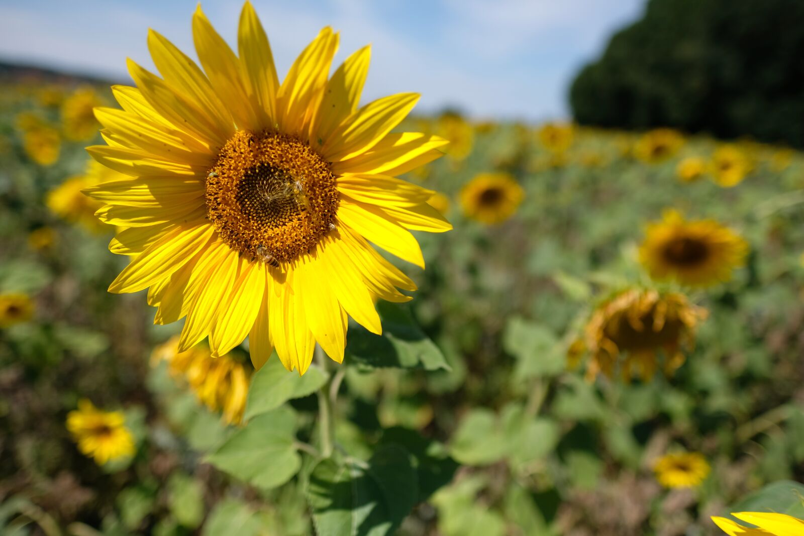 Fujifilm X-T2 + Fujifilm XF 16mm F1.4 R WR sample photo. Dresden, sunflower, meadow photography