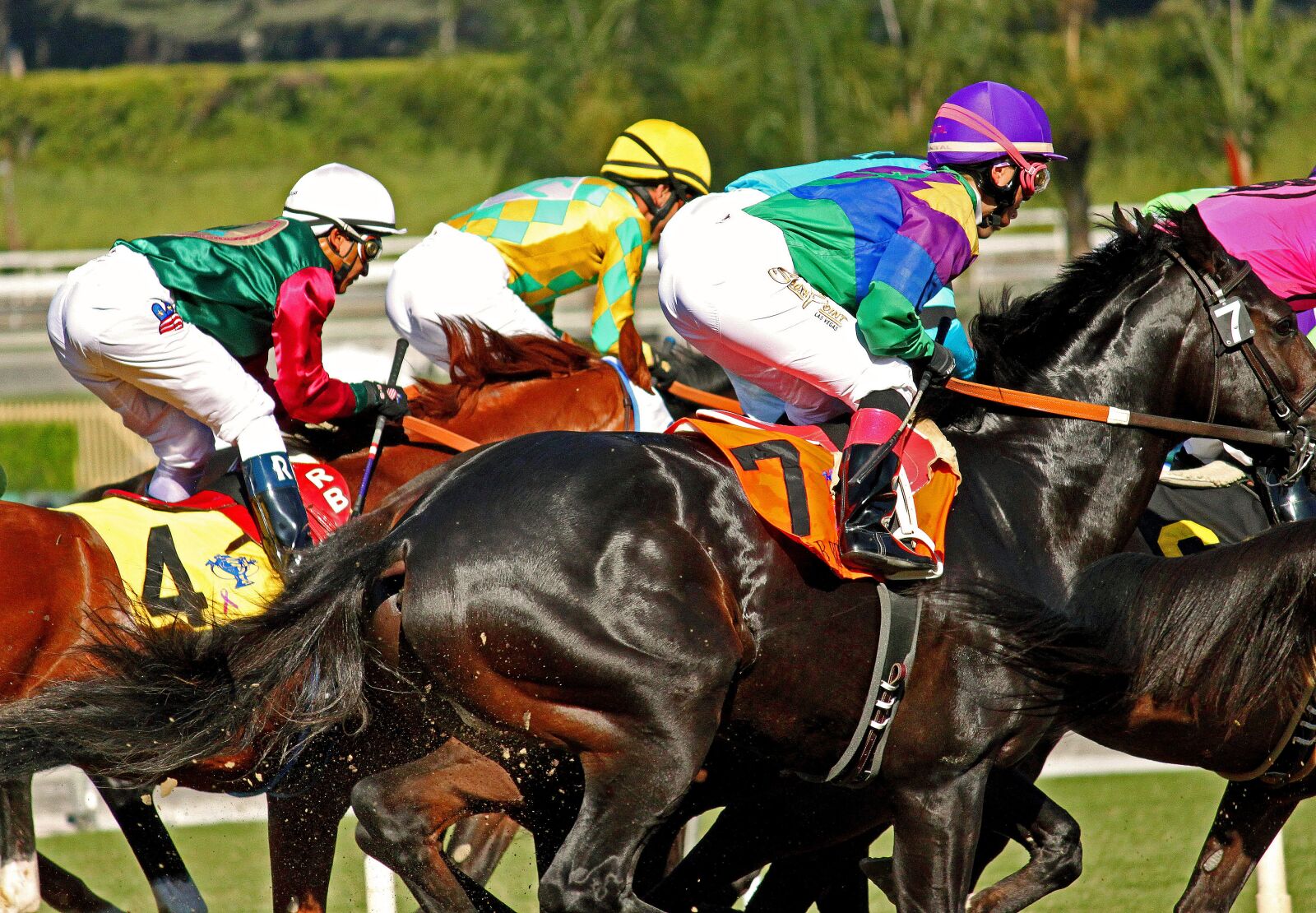 Canon EOS 500D (EOS Rebel T1i / EOS Kiss X3) sample photo. Racetrack, horses, horse racing photography