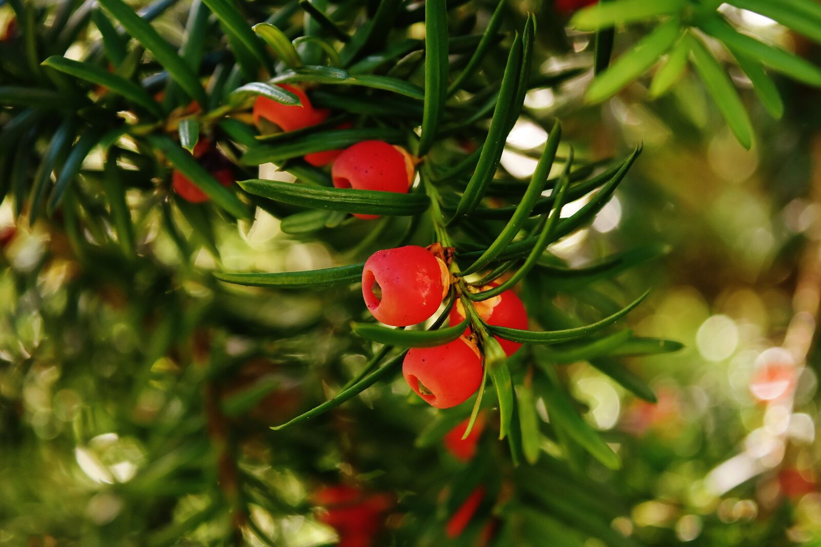 Nikon D7200 sample photo. European yew, yew, needle photography
