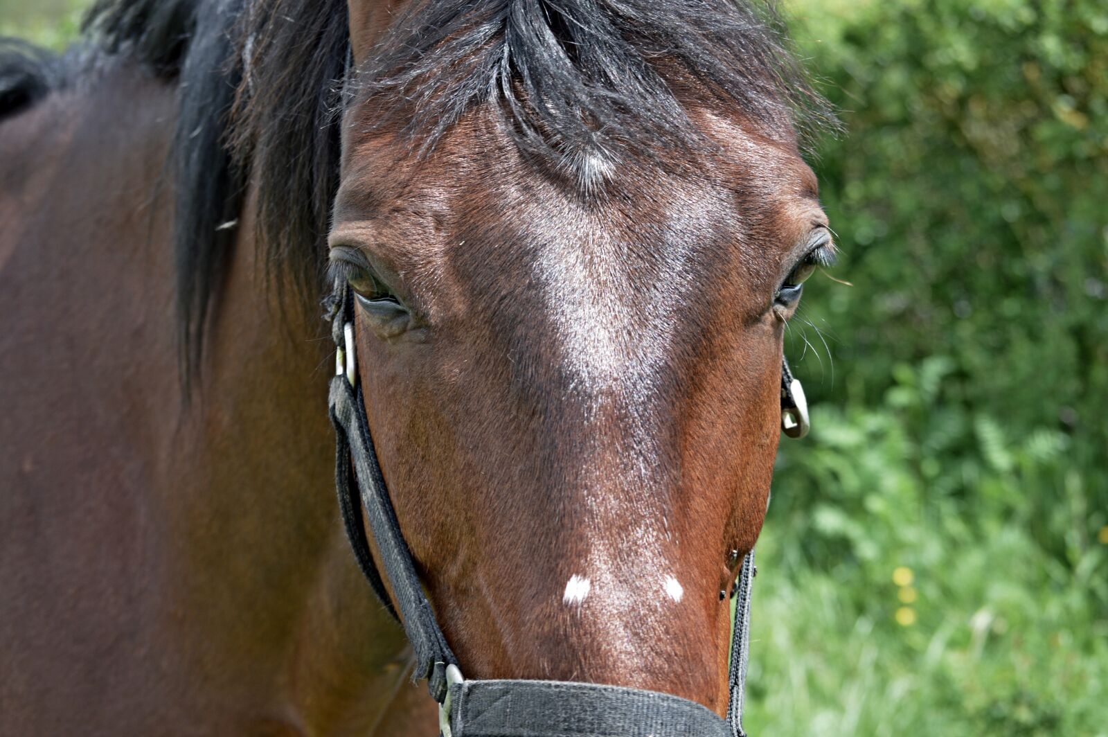 Nikon D3200 sample photo. Horse, portrait, color photography
