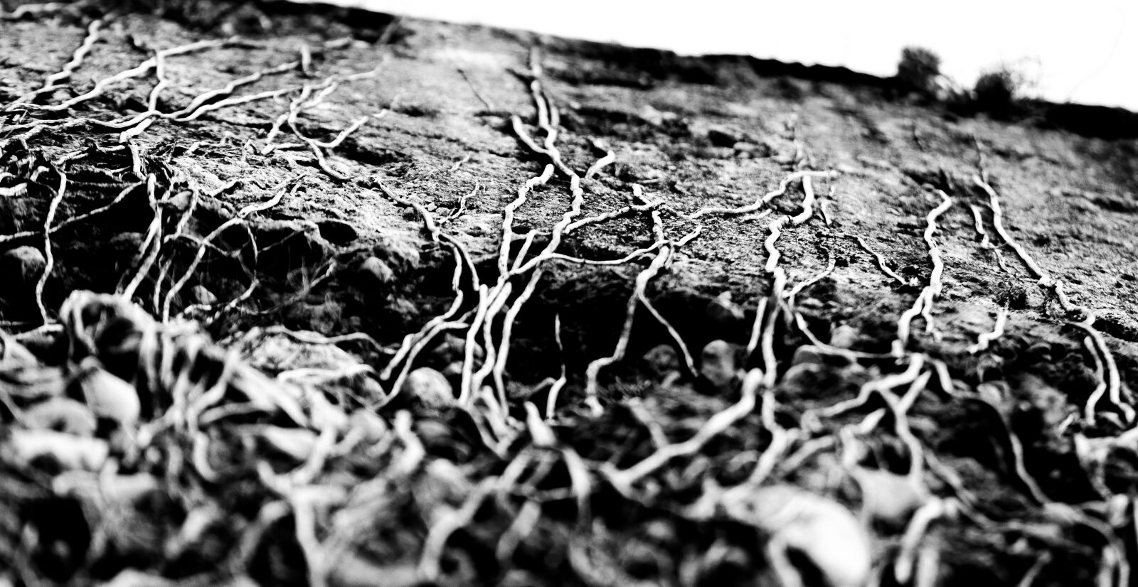 Nikon D7000 sample photo. Root, stone, stones photography