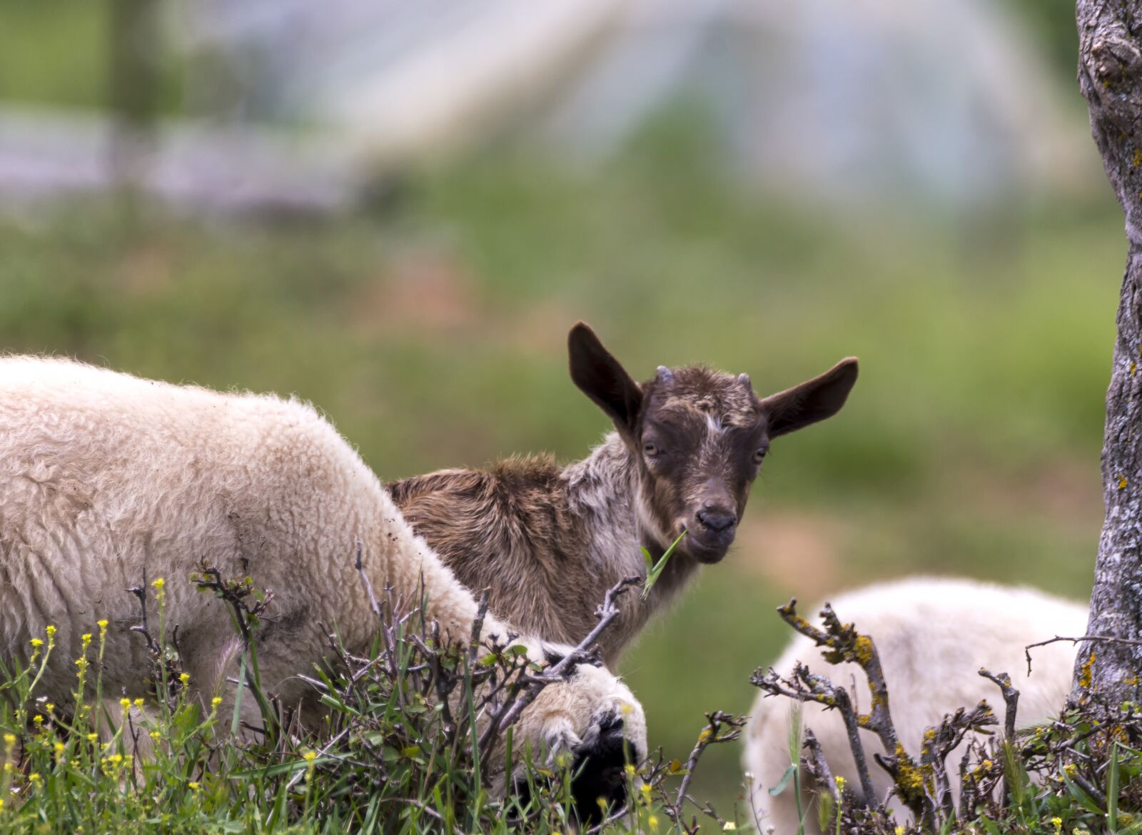 Nikon D7200 sample photo. Kid, animal, nature photography