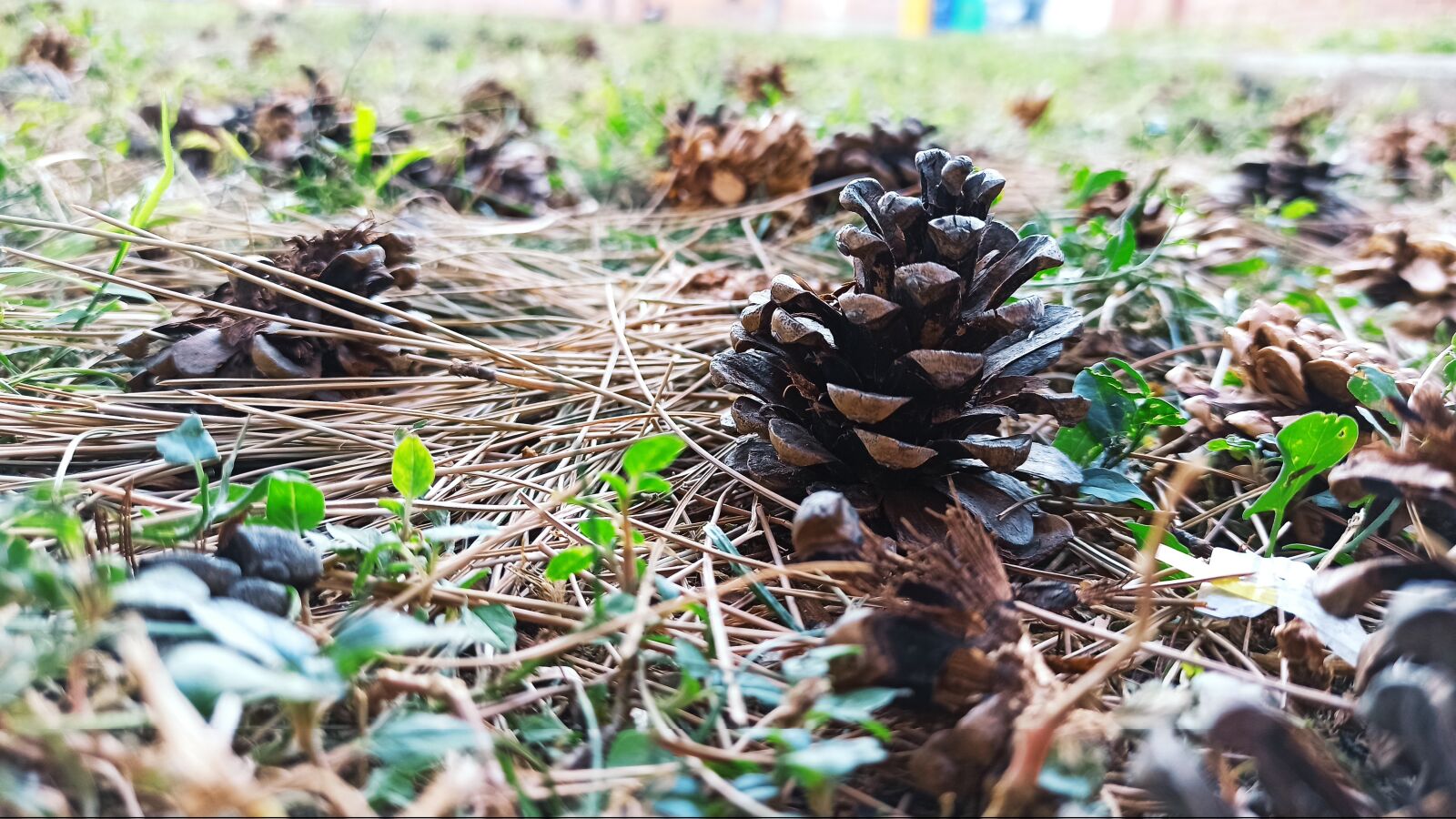 Xiaomi Redmi Note 8 Pro sample photo