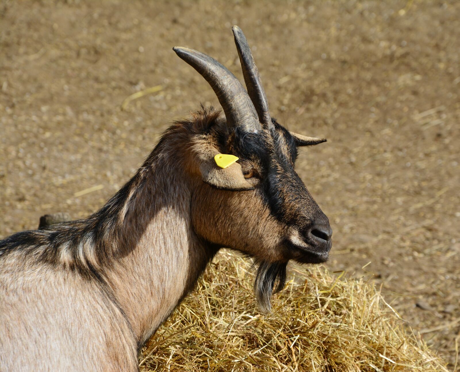 Nikon D5200 sample photo. Goat, domestic goat, mammal photography