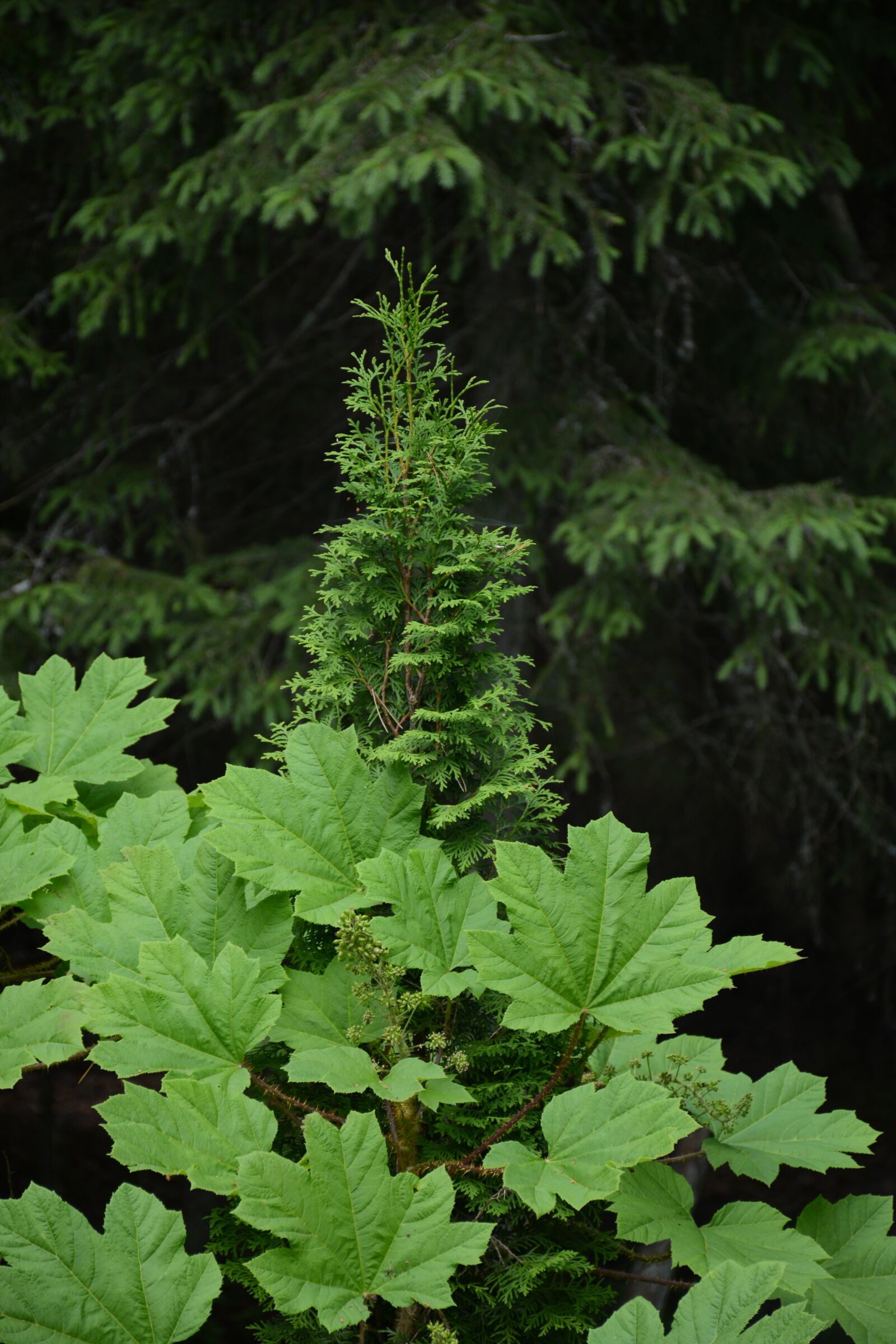 Nikon D7100 sample photo. Nature, plant, leaf photography