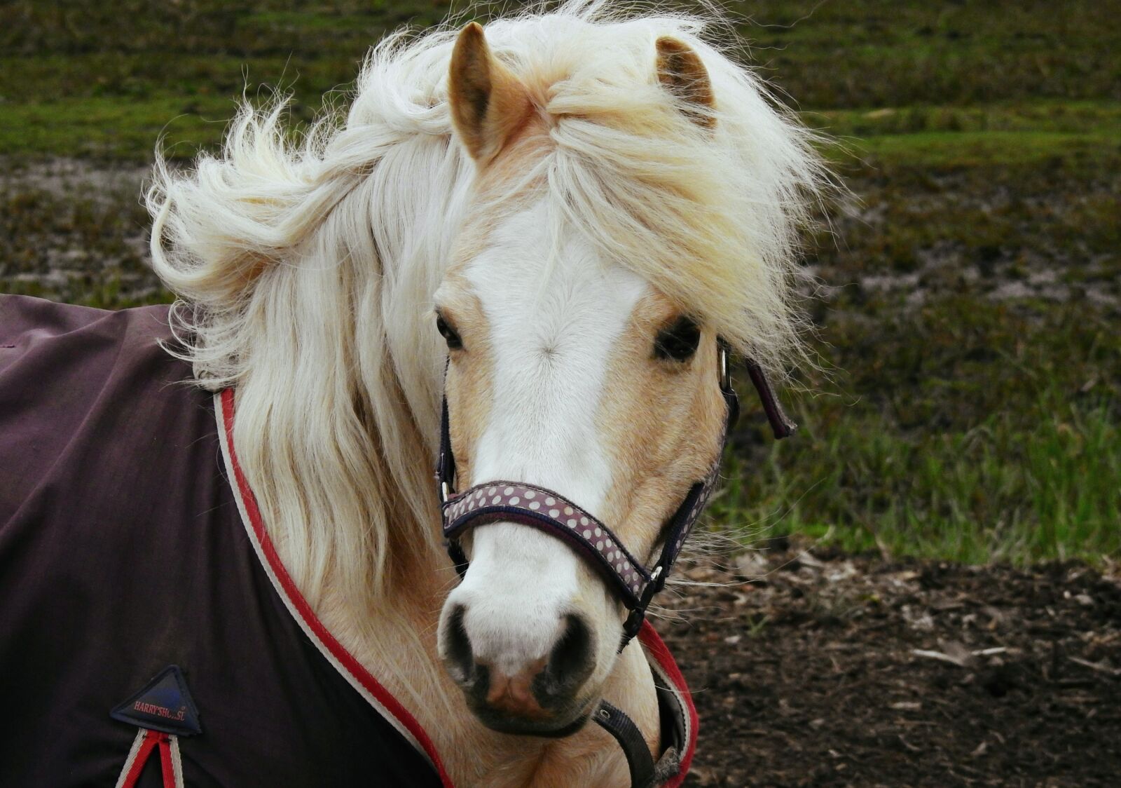 Nikon Coolpix P900 sample photo. Horse, animal, mammal photography