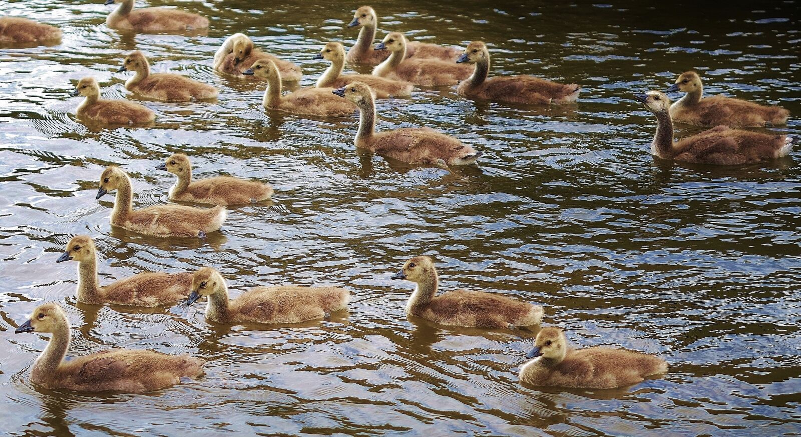 Nikon D7000 sample photo. Duck, animal, bird photography