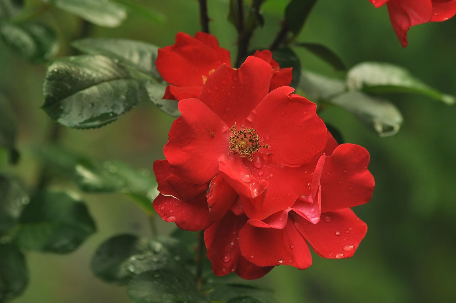 Nikon D90 sample photo. Flowers, red, love photography