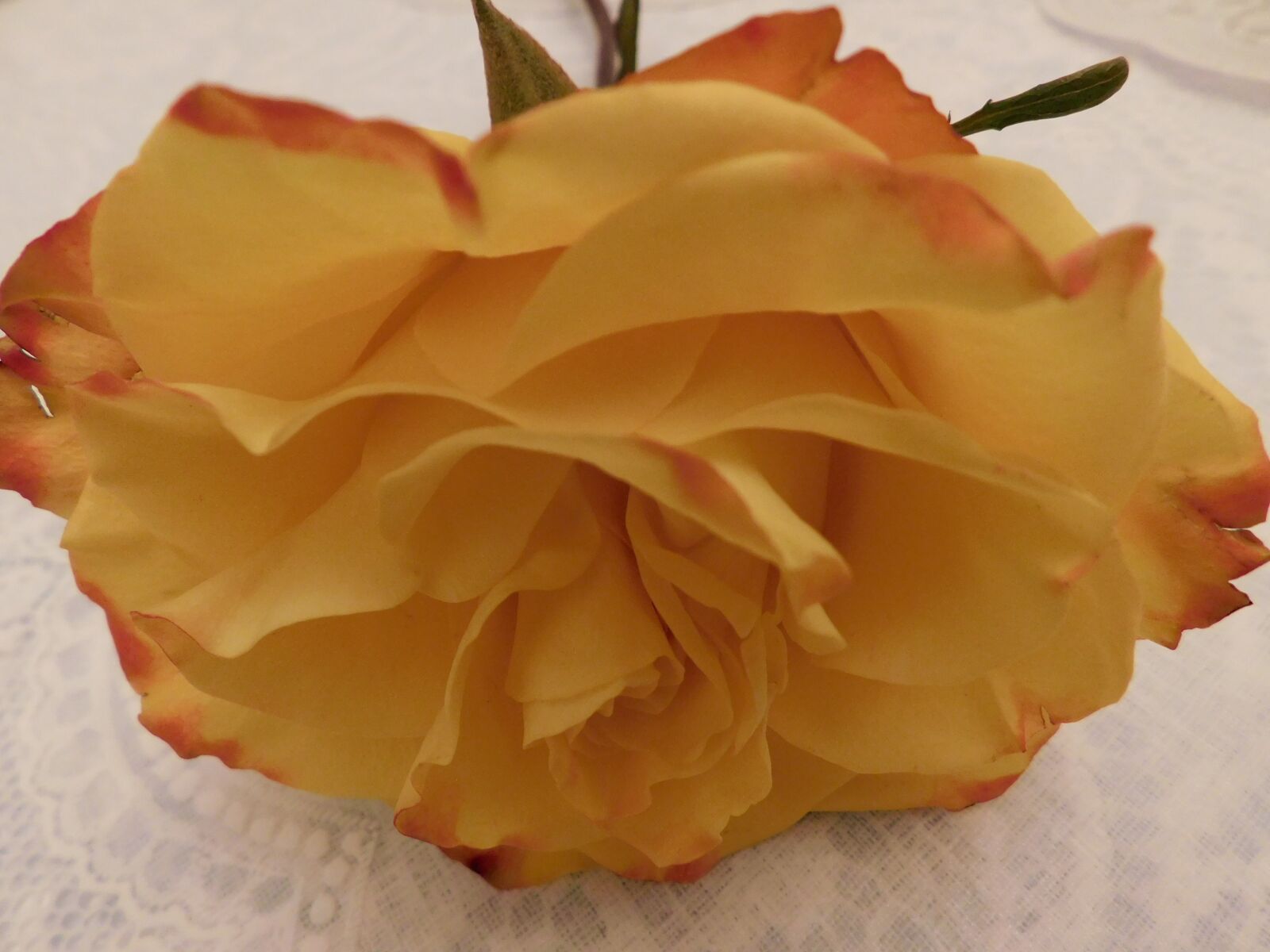 Nikon Coolpix B500 sample photo. Yellow, rose, petals photography