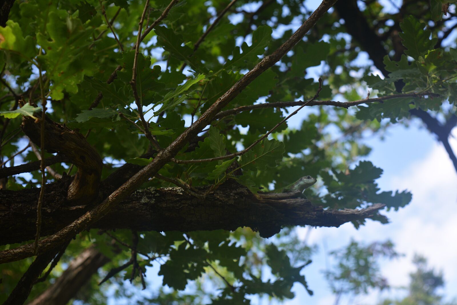 Nikon D5200 sample photo. Tree, nature, lizard photography