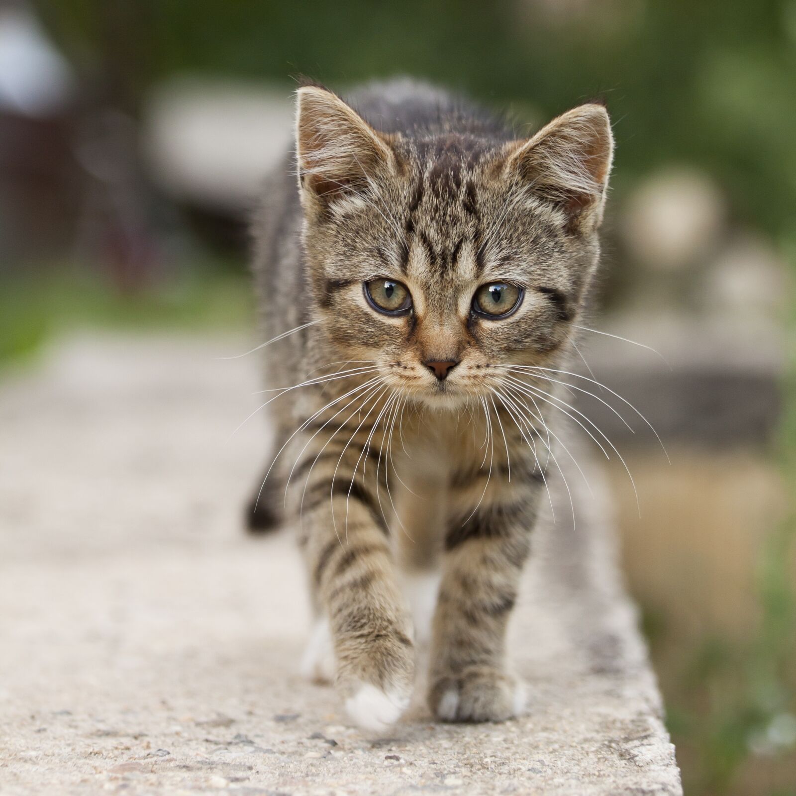Canon EOS 50D sample photo. Cat, tabby, outdoors photography