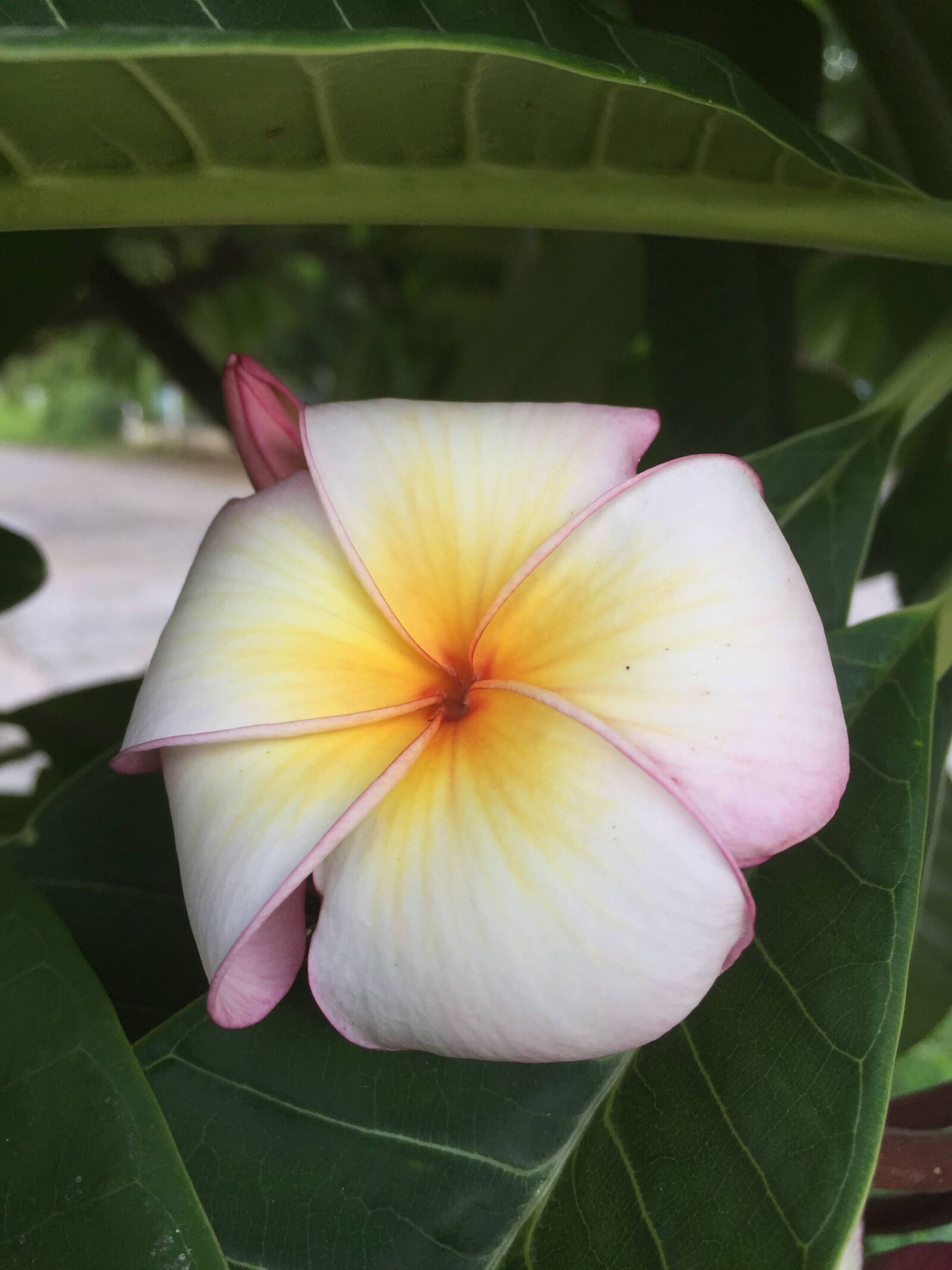 iPhone 6 back camera 4.15mm f/2.2 sample photo. Plumeria, red plumeria, white photography