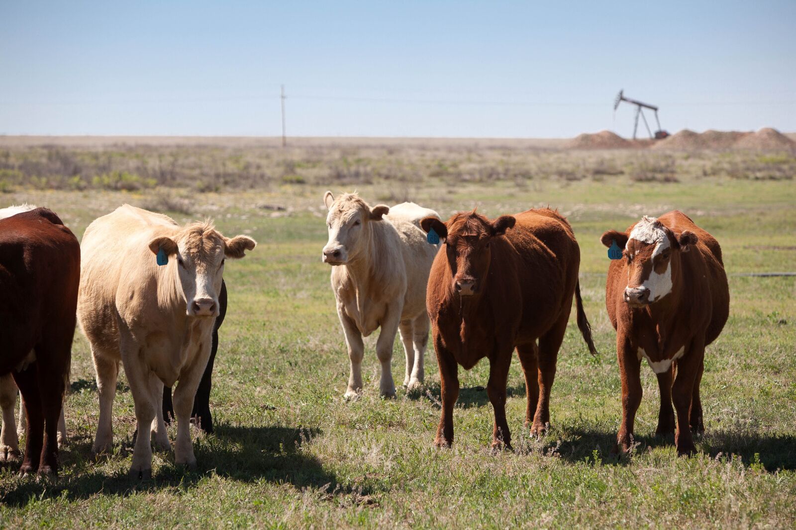 Canon EOS 5D Mark II sample photo. Cows, cattle, ranch, prairies photography