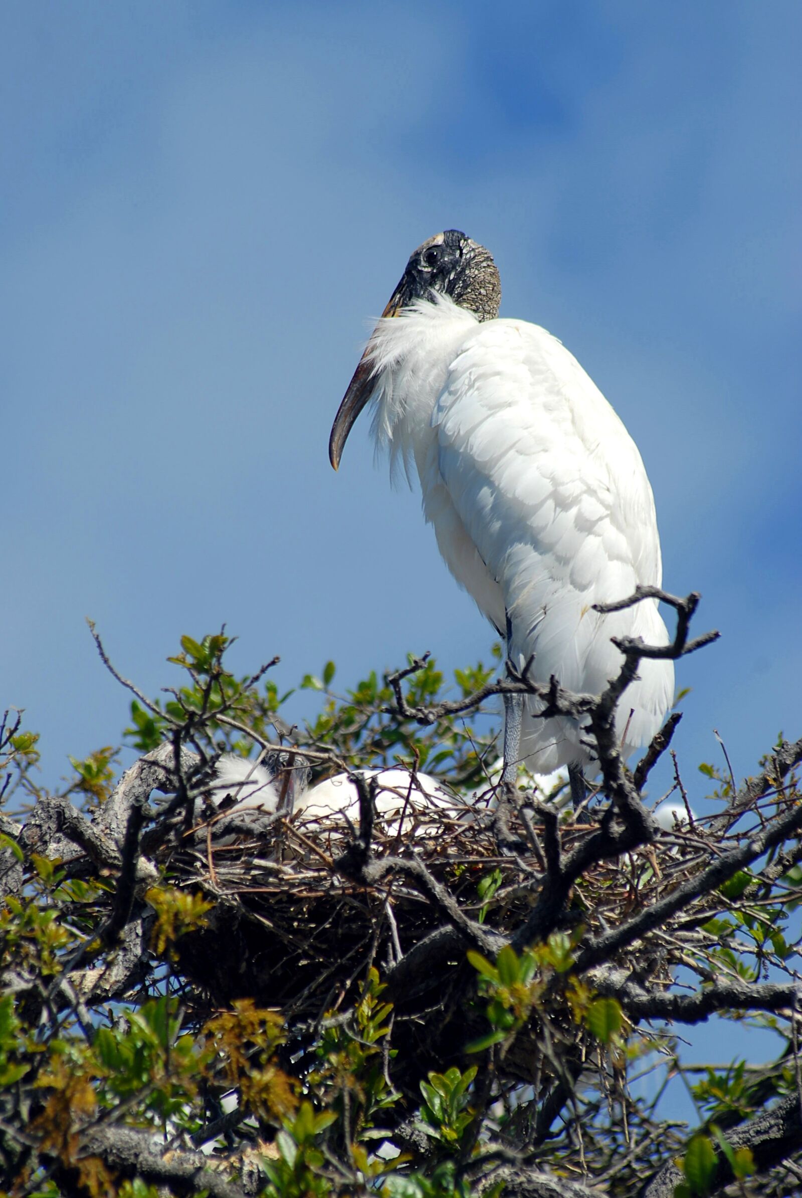 Nikon D200 sample photo. Wood stork, nesting, nest photography