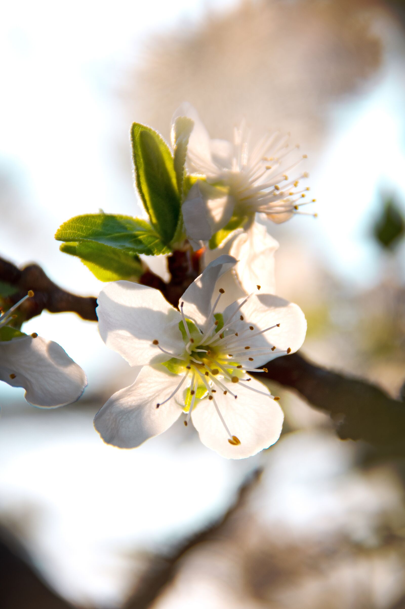 Nikon D3200 sample photo. Spring flowers, bloom, spring photography